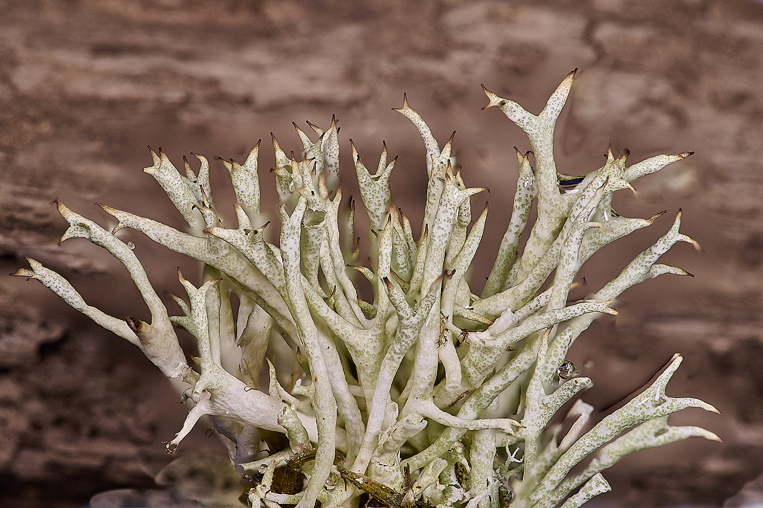 WintertonCladonia1160925-4 1