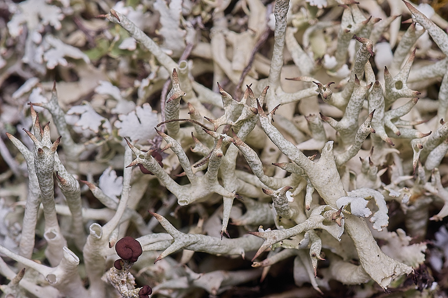 WintertonCladonia160925-1