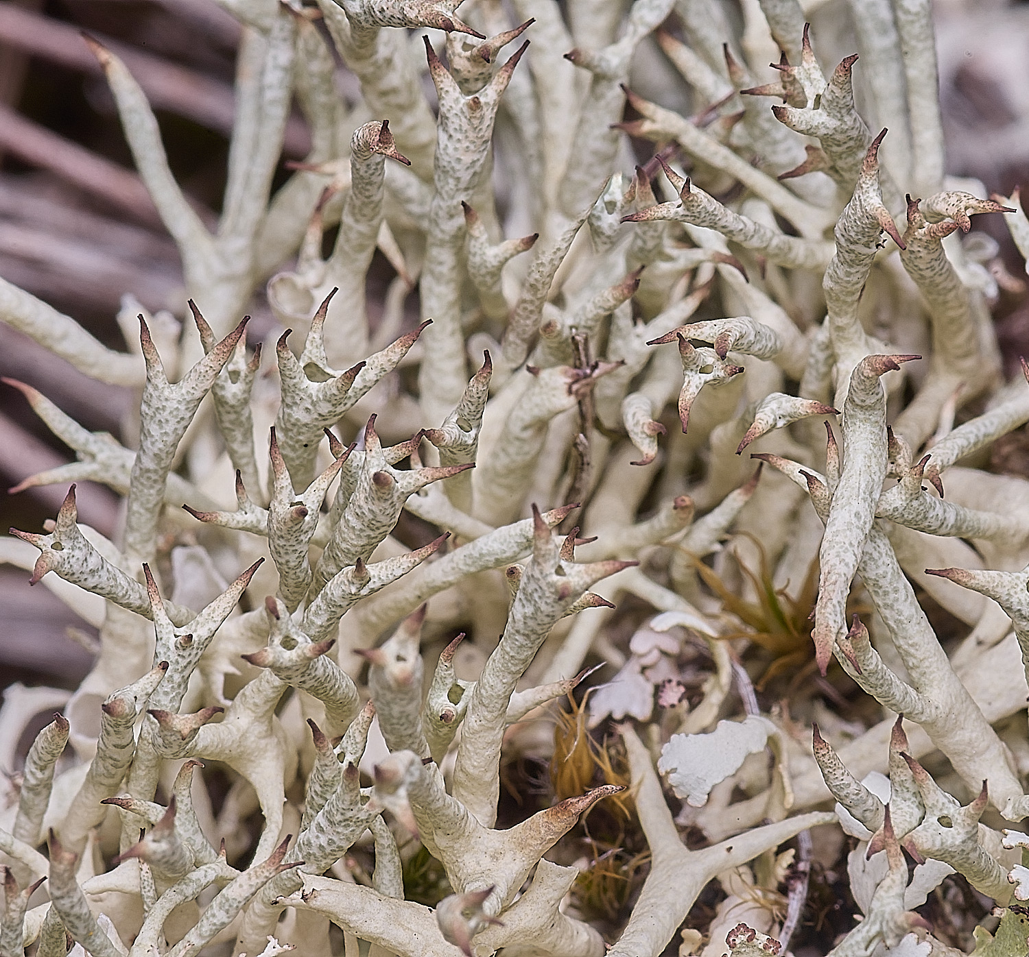 WintertonCladonia160925-2