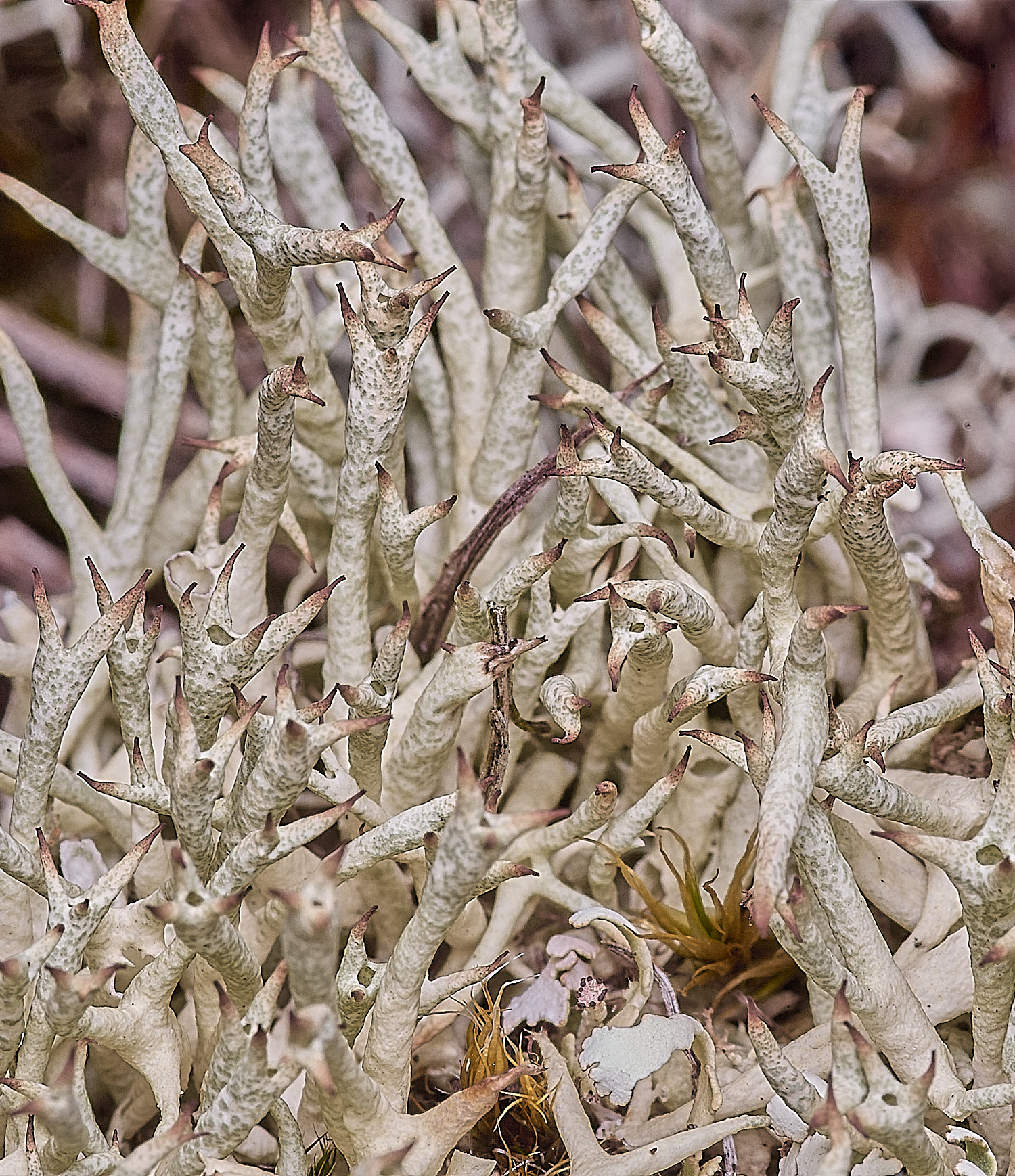 WintertonCladonia160925-3