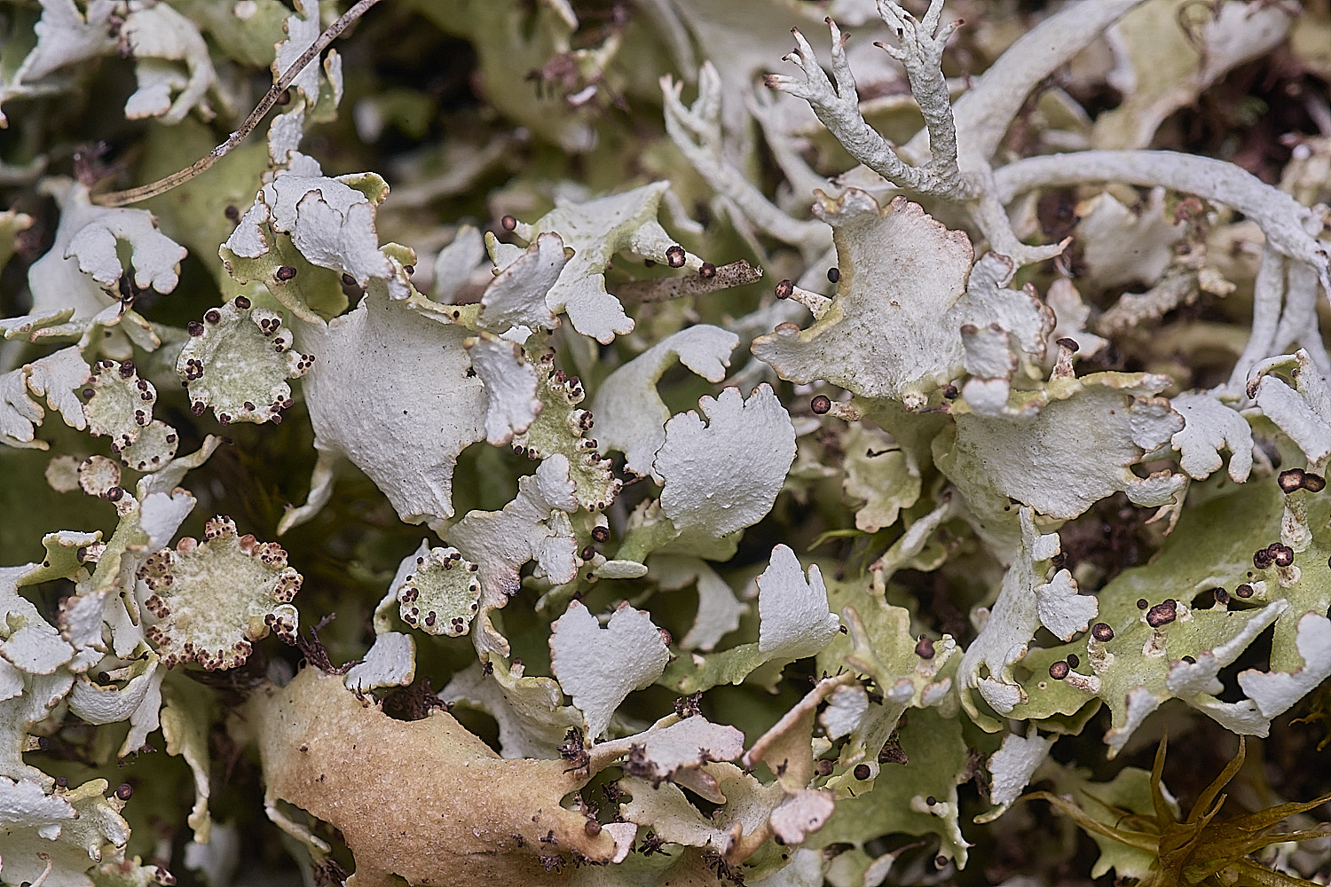 WintertonCladonia2160925-1