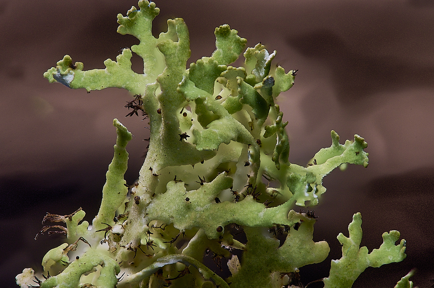 WintertonCladonia2160925-4 1