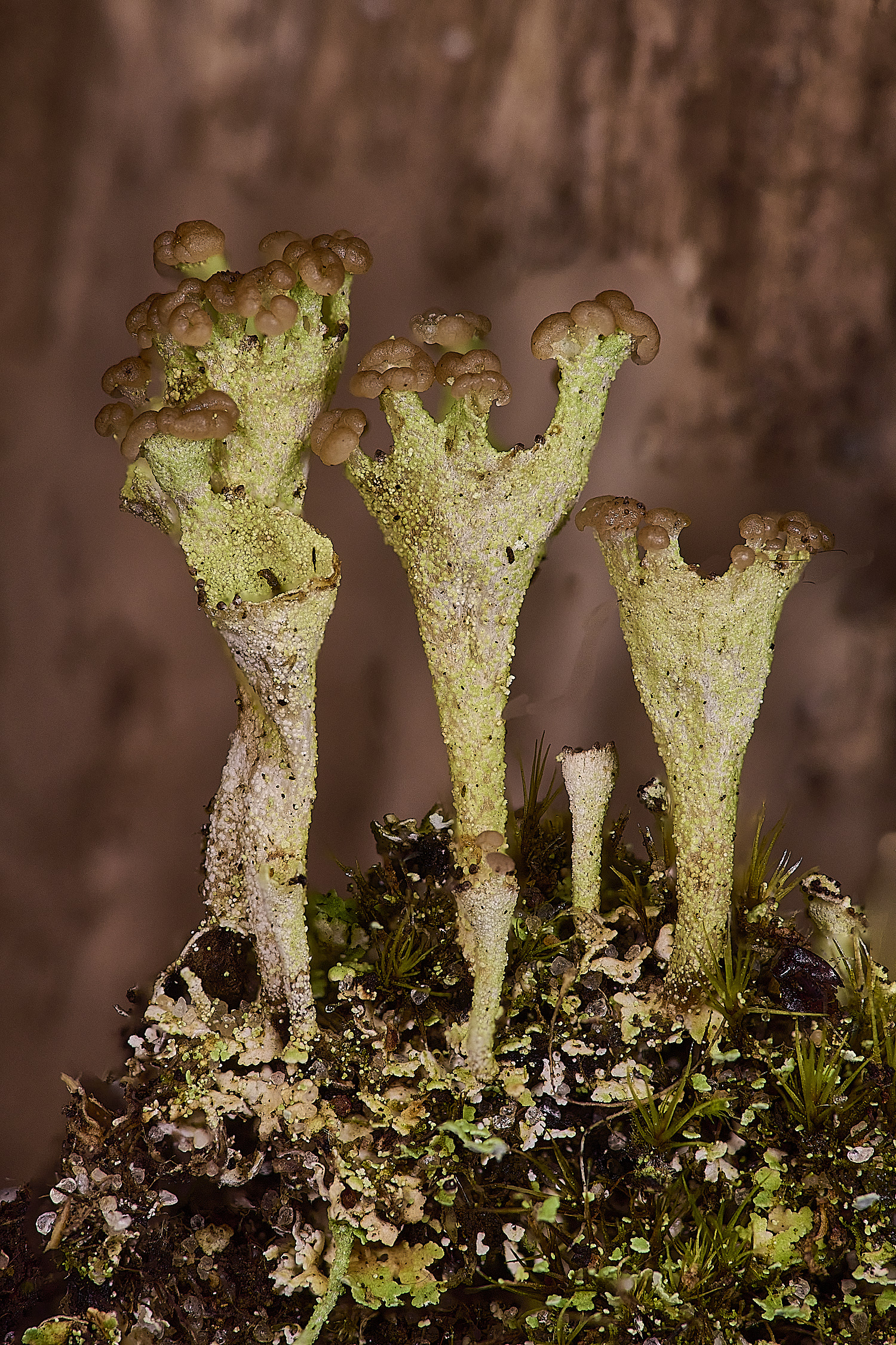 WintertonCladonia4160925-1 1