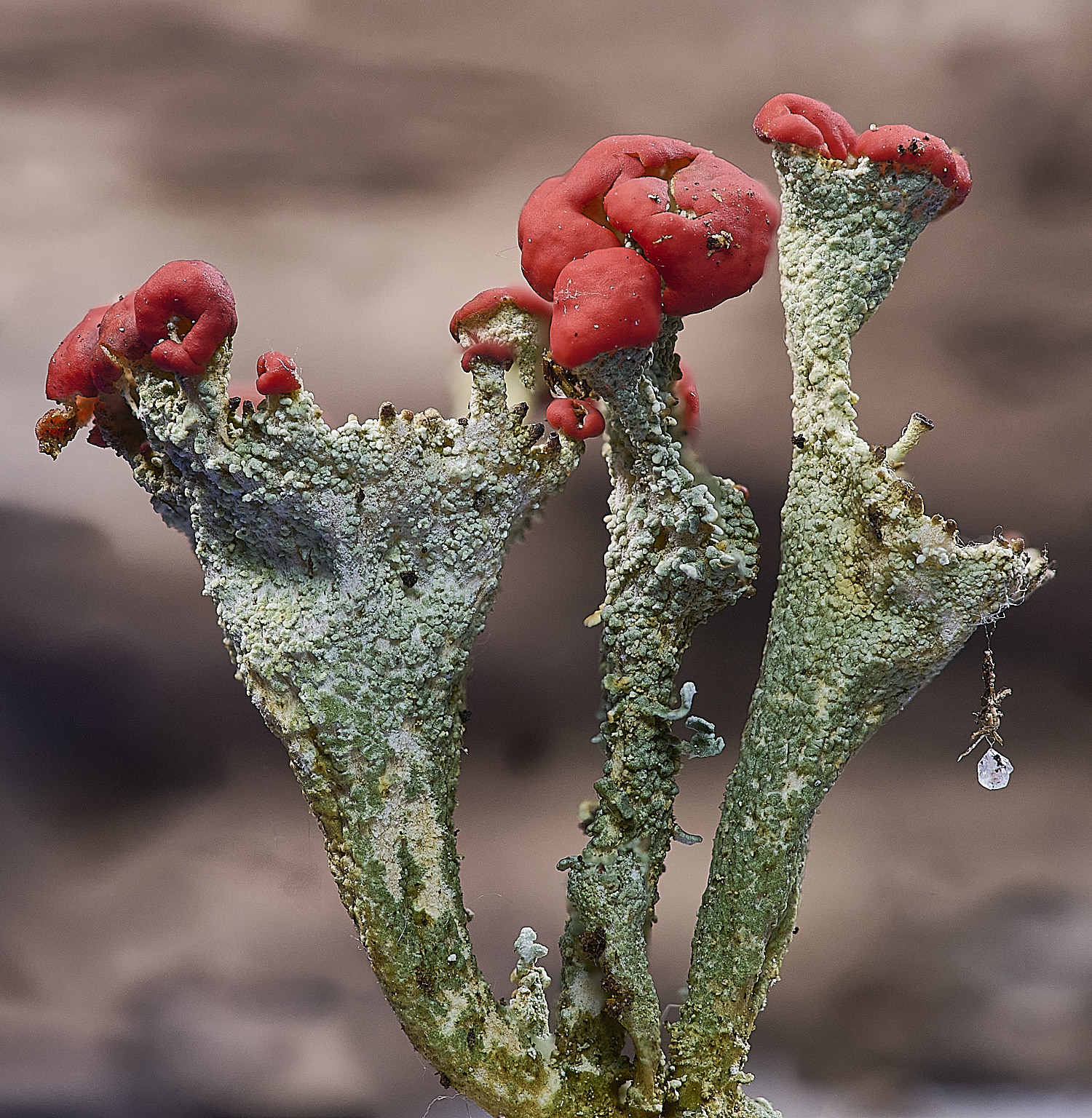 WintertonCredtop160925-1 1