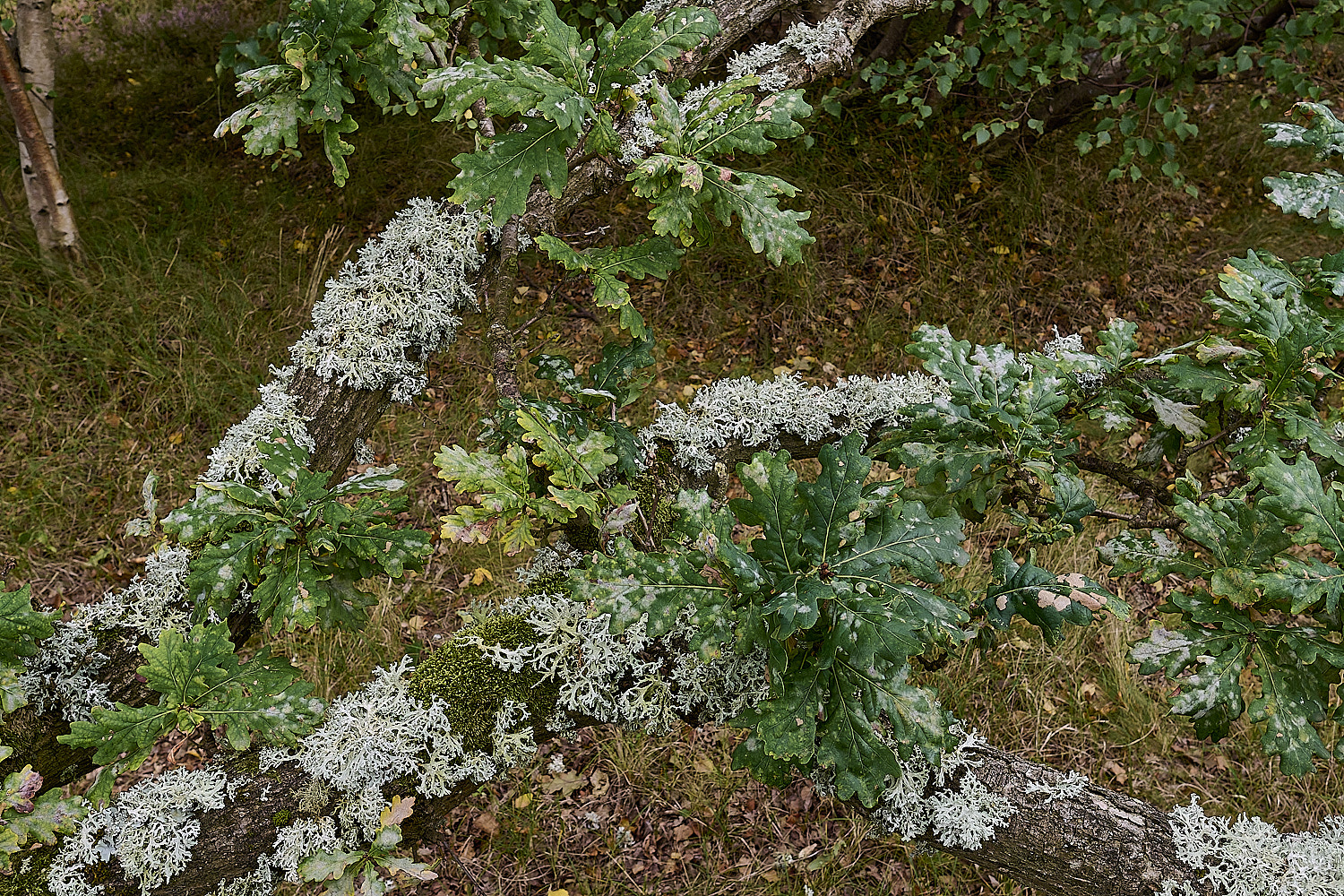 WintertonEprunastri160925-1