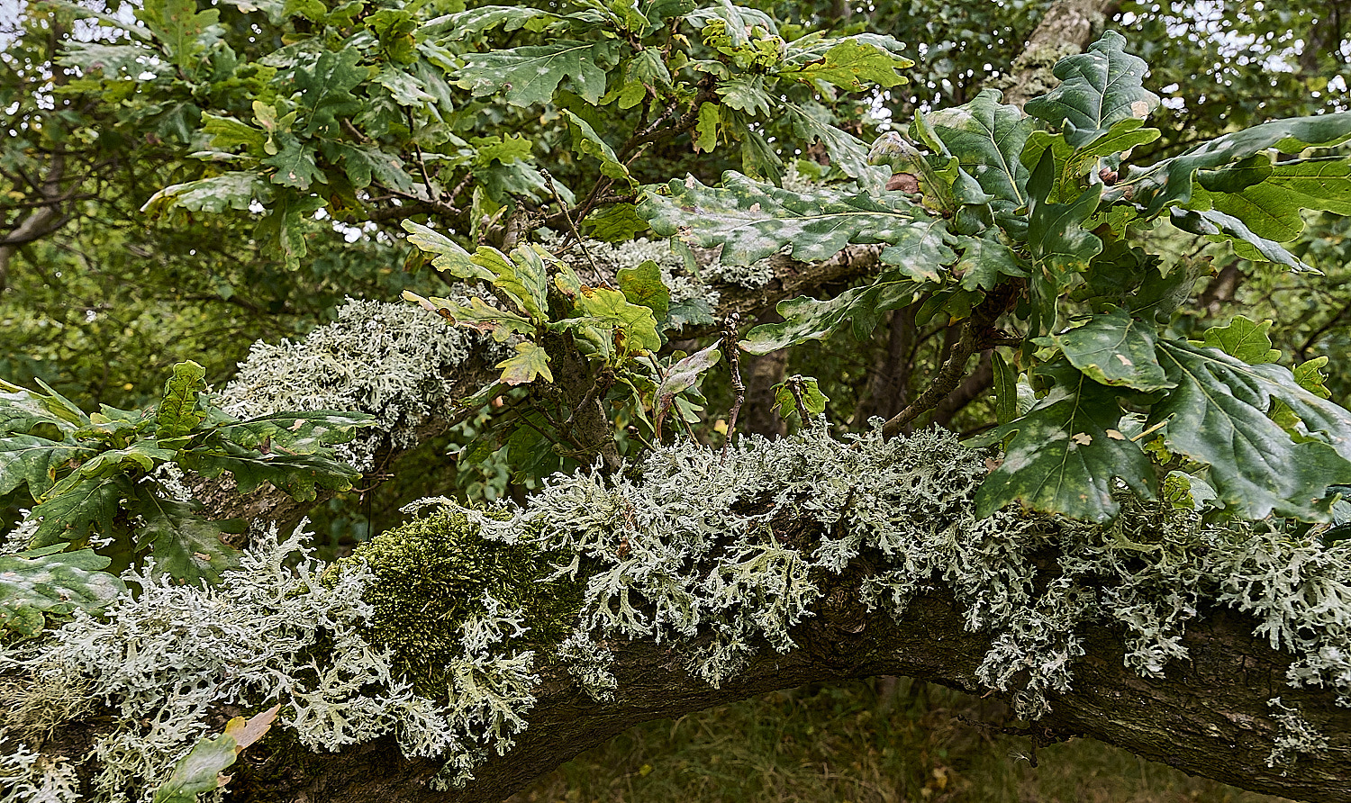 WintertonEprunastri160925-2