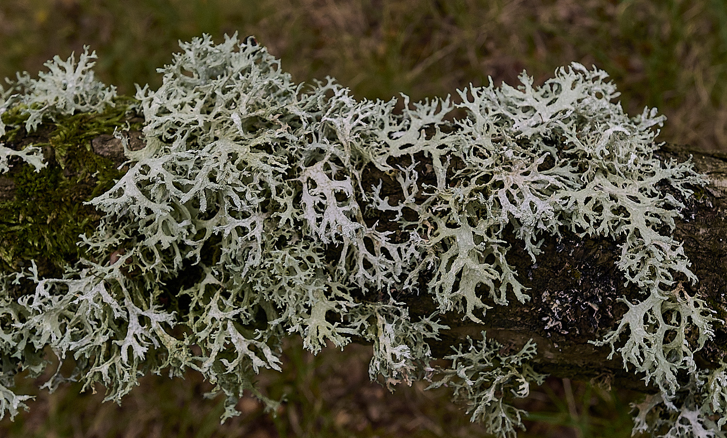 WintertonEprunastri160925-3