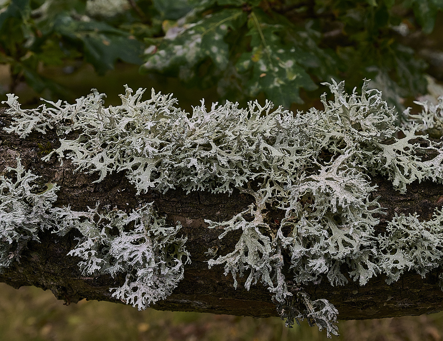 WintertonEprunastri160925-4