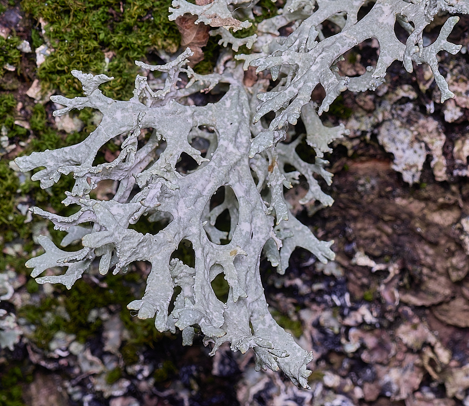 WintertonEprunastri160925-5