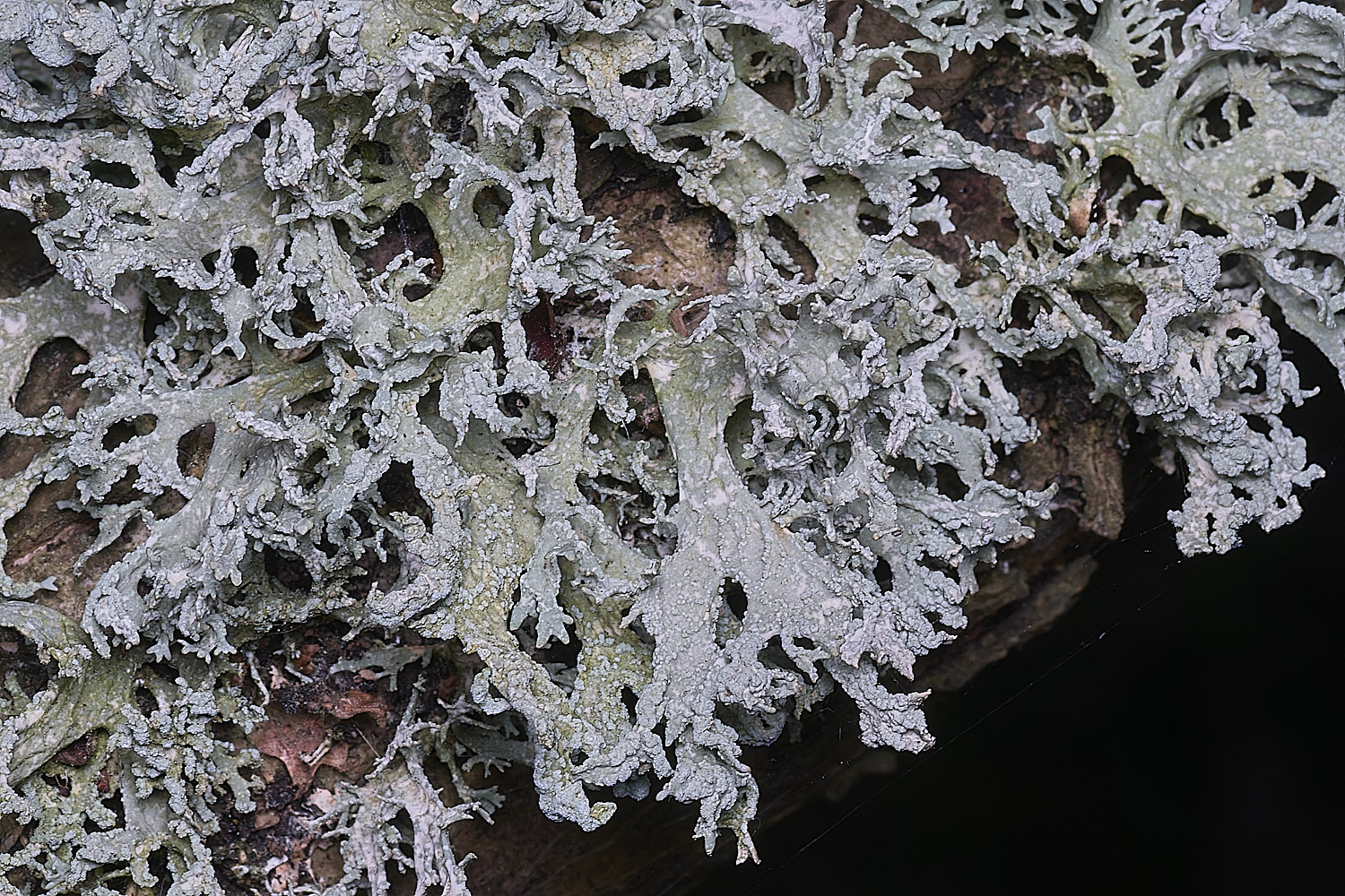 WintertonEprunastri160925-6