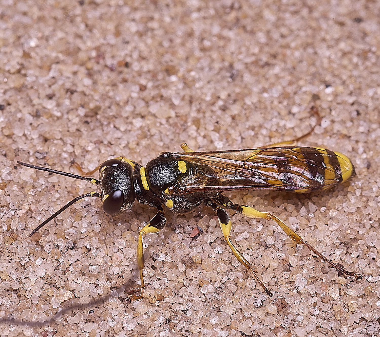 WIntertonFieldDiggerWasp160925-1