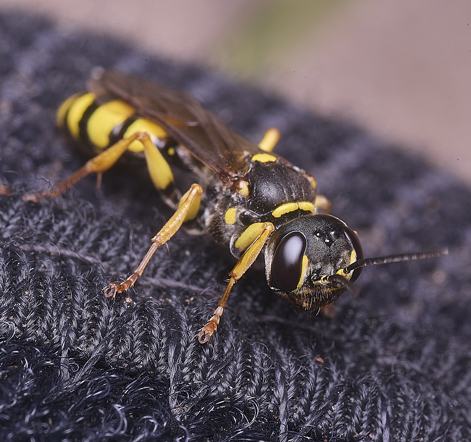 WIntertonFieldDiggerWasp160925-2