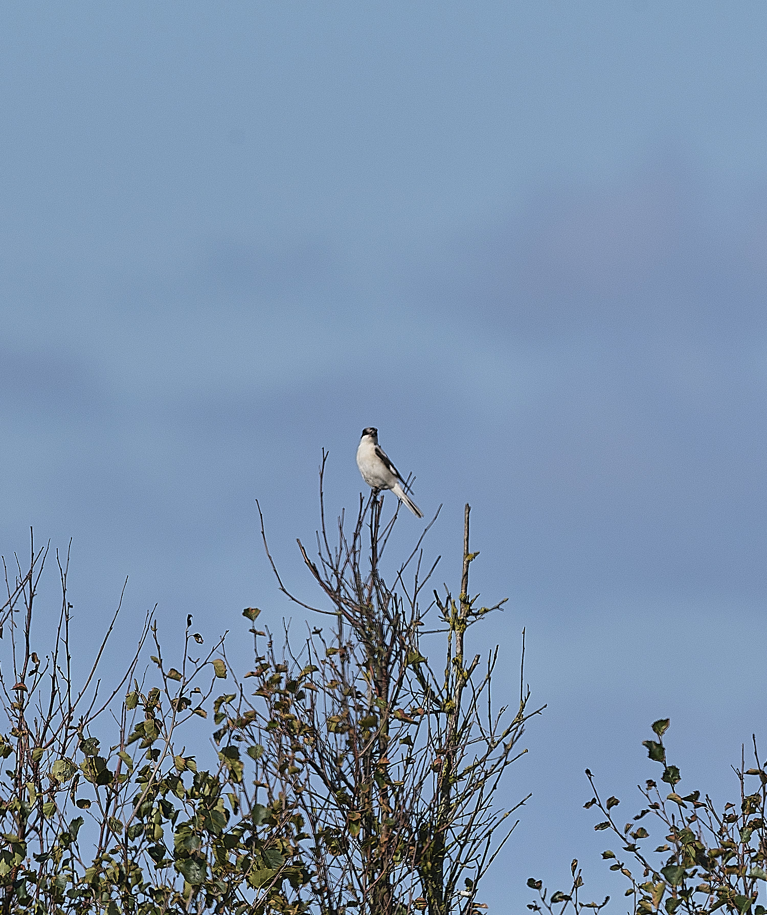 WintertonLesserGreyShrike290925-1