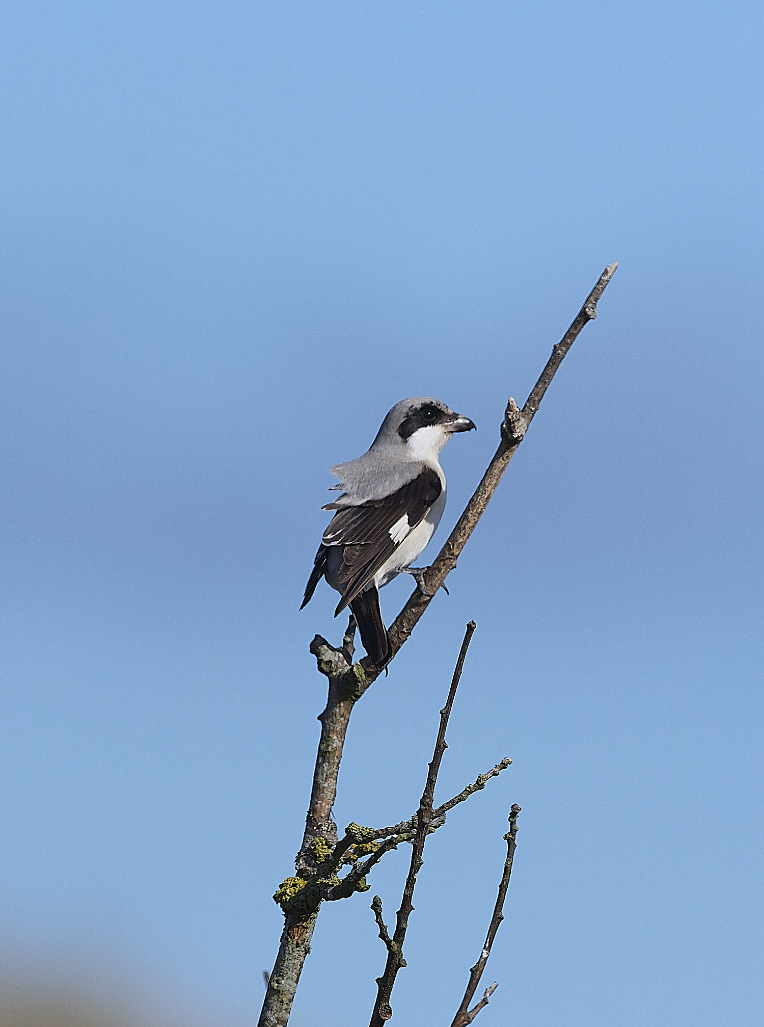 WintertonLesserGreyShrike290925-10