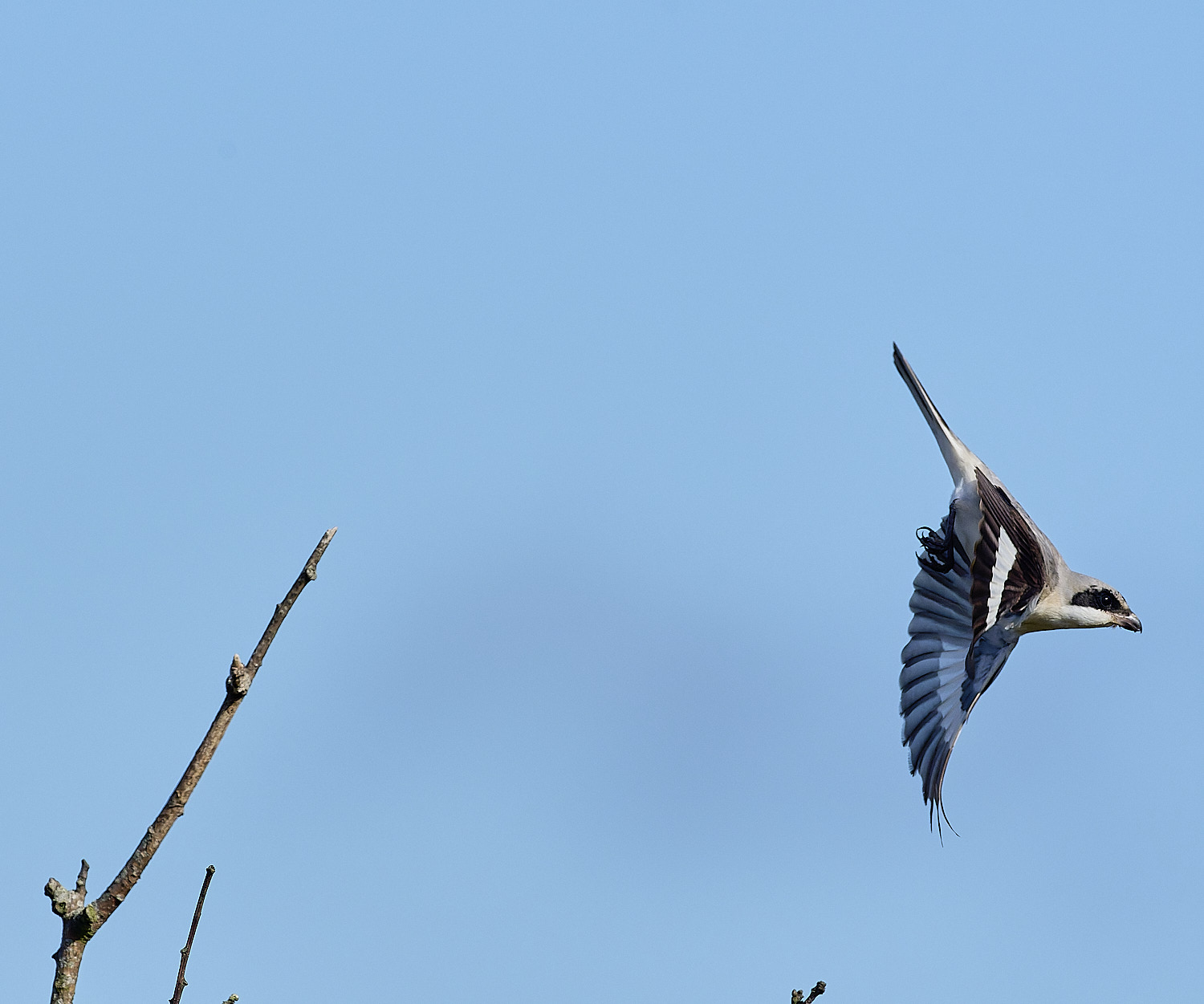 WintertonLesserGreyShrike290925-11