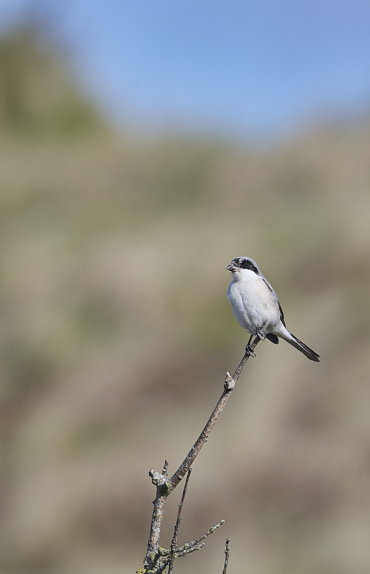 WintertonLesserGreyShrike290925-2