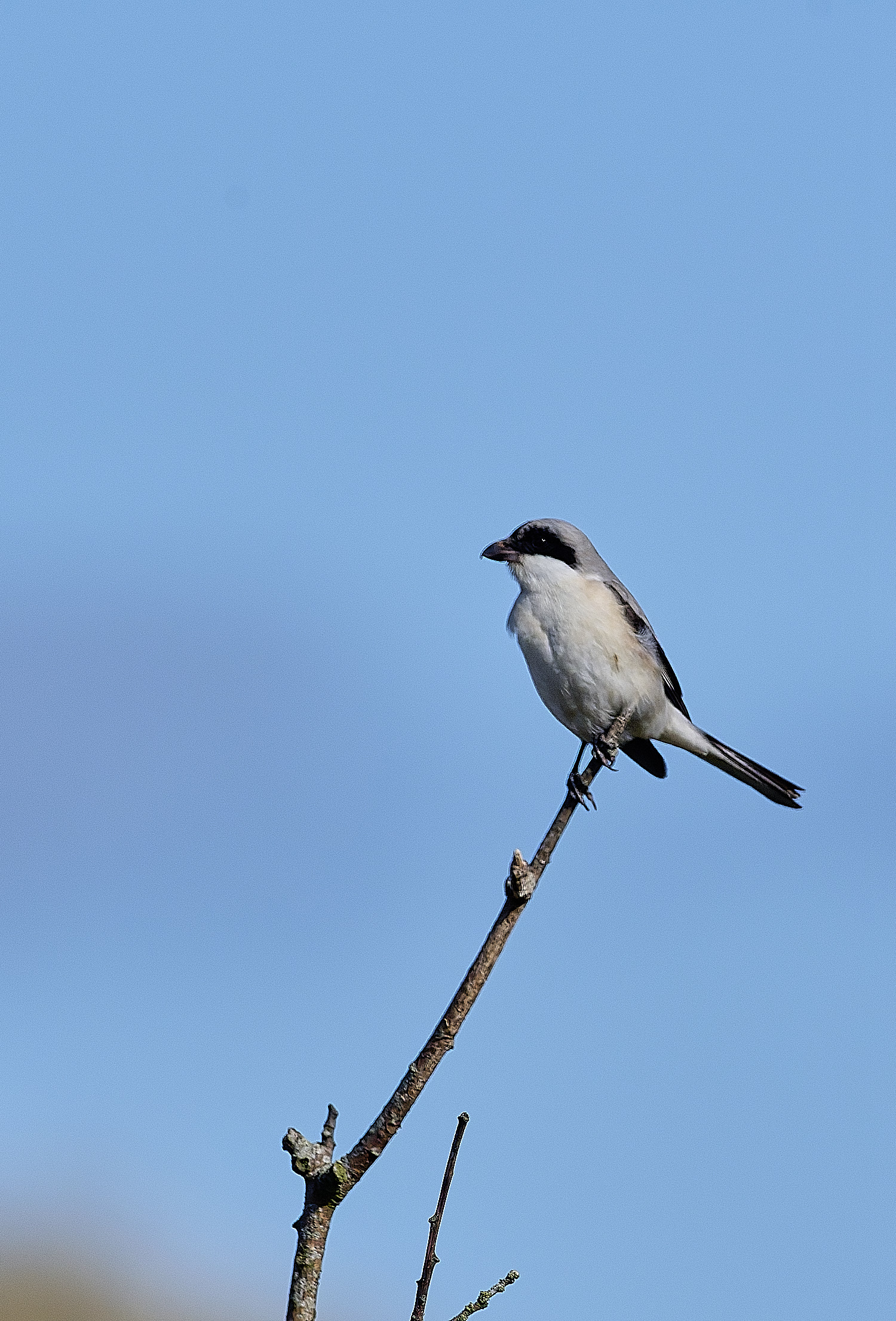 WintertonLesserGreyShrike290925-3