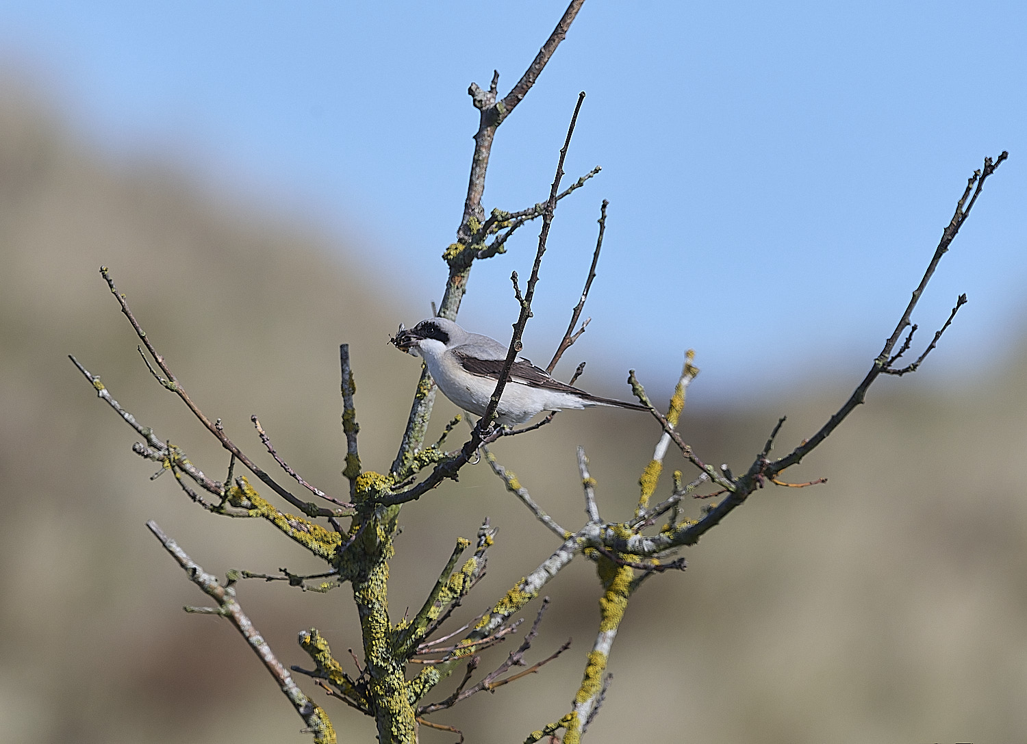 WintertonLesserGreyShrike290925-4