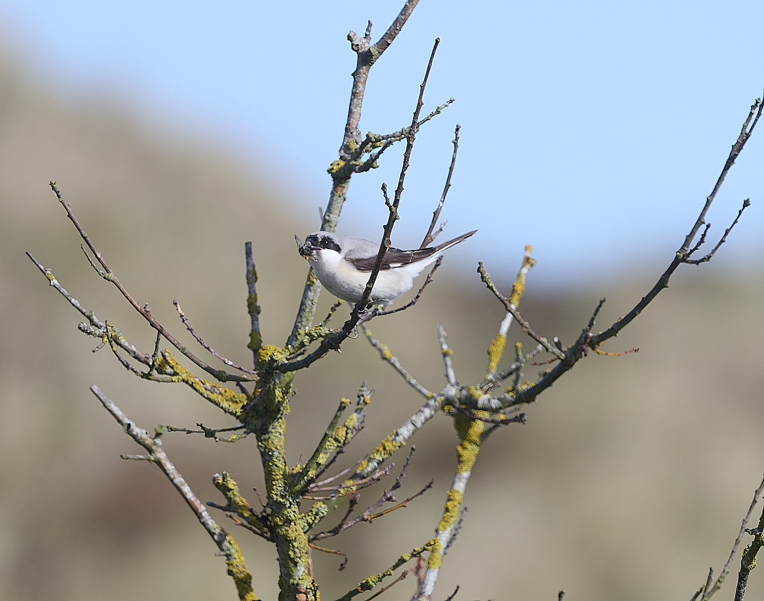 WintertonLesserGreyShrike290925-4a