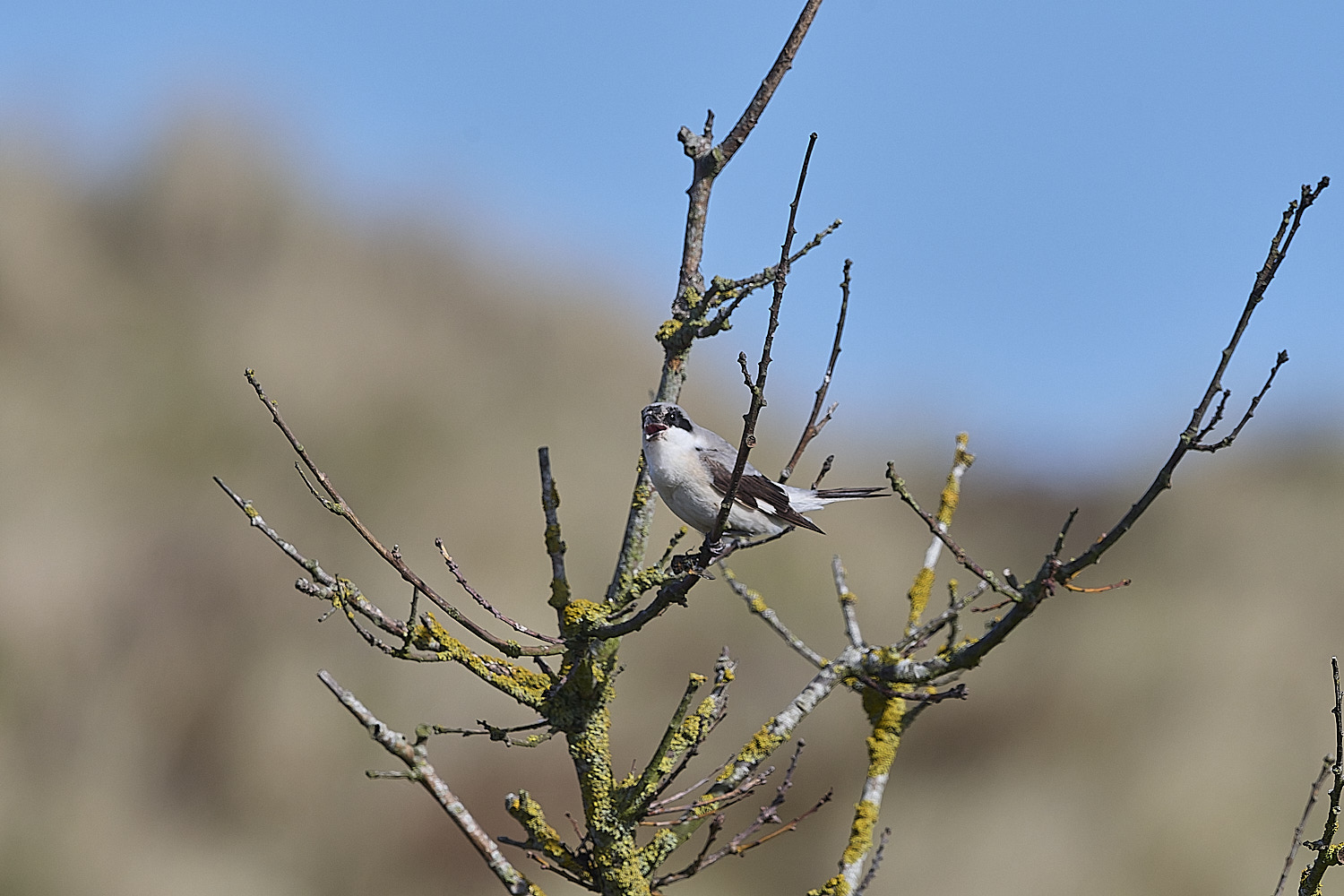 WintertonLesserGreyShrike290925-5