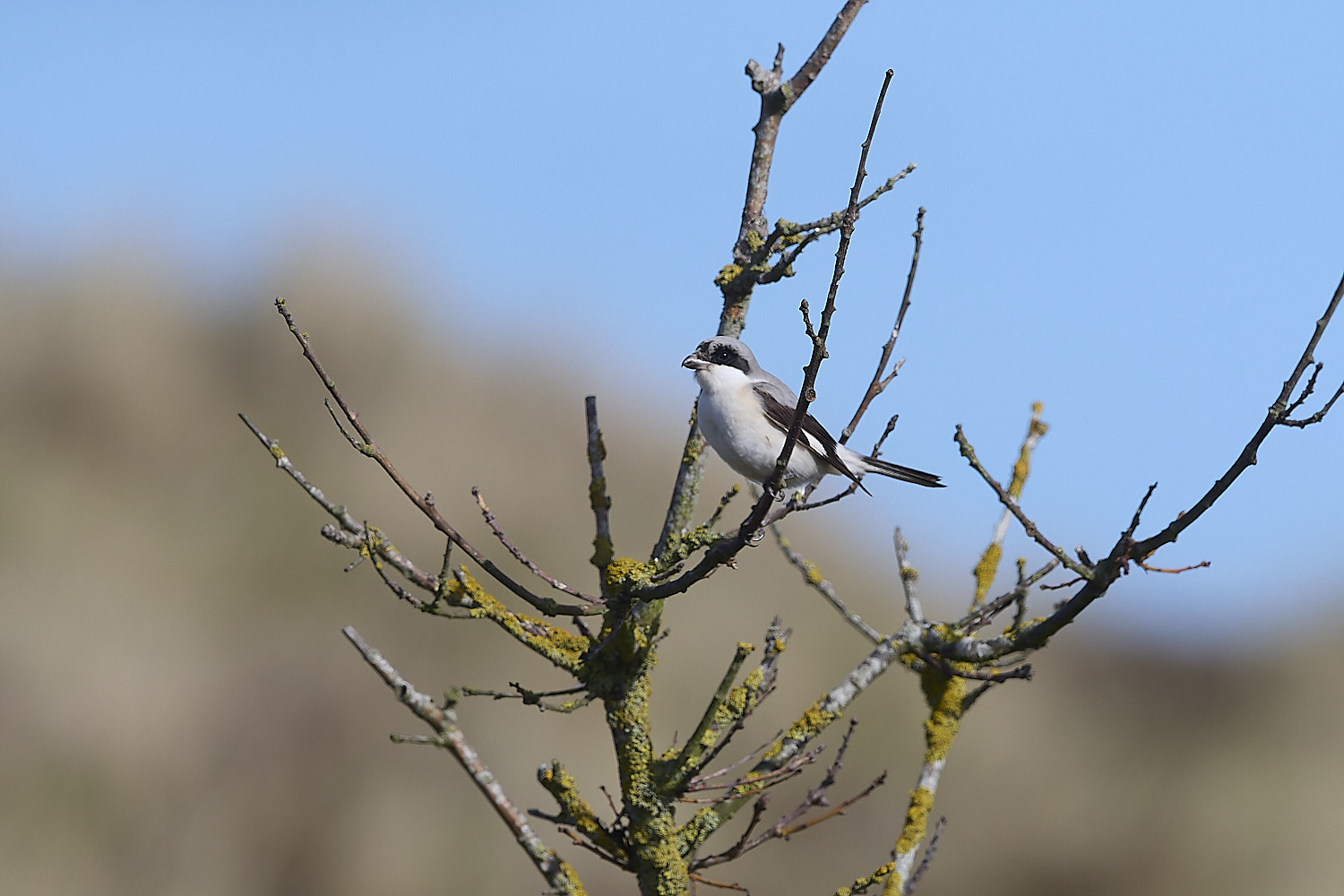 WintertonLesserGreyShrike290925-6