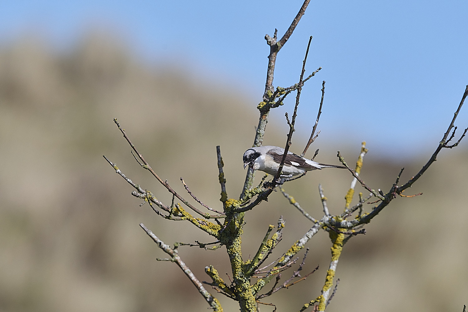 WintertonLesserGreyShrike290925-7