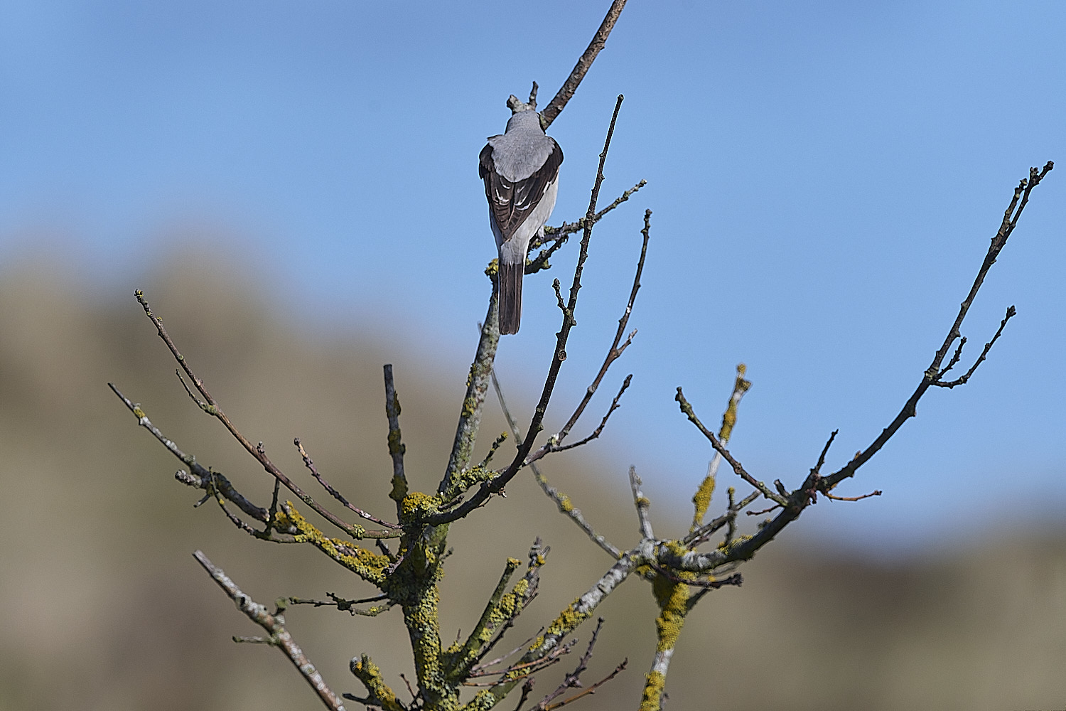 WintertonLesserGreyShrike290925-8