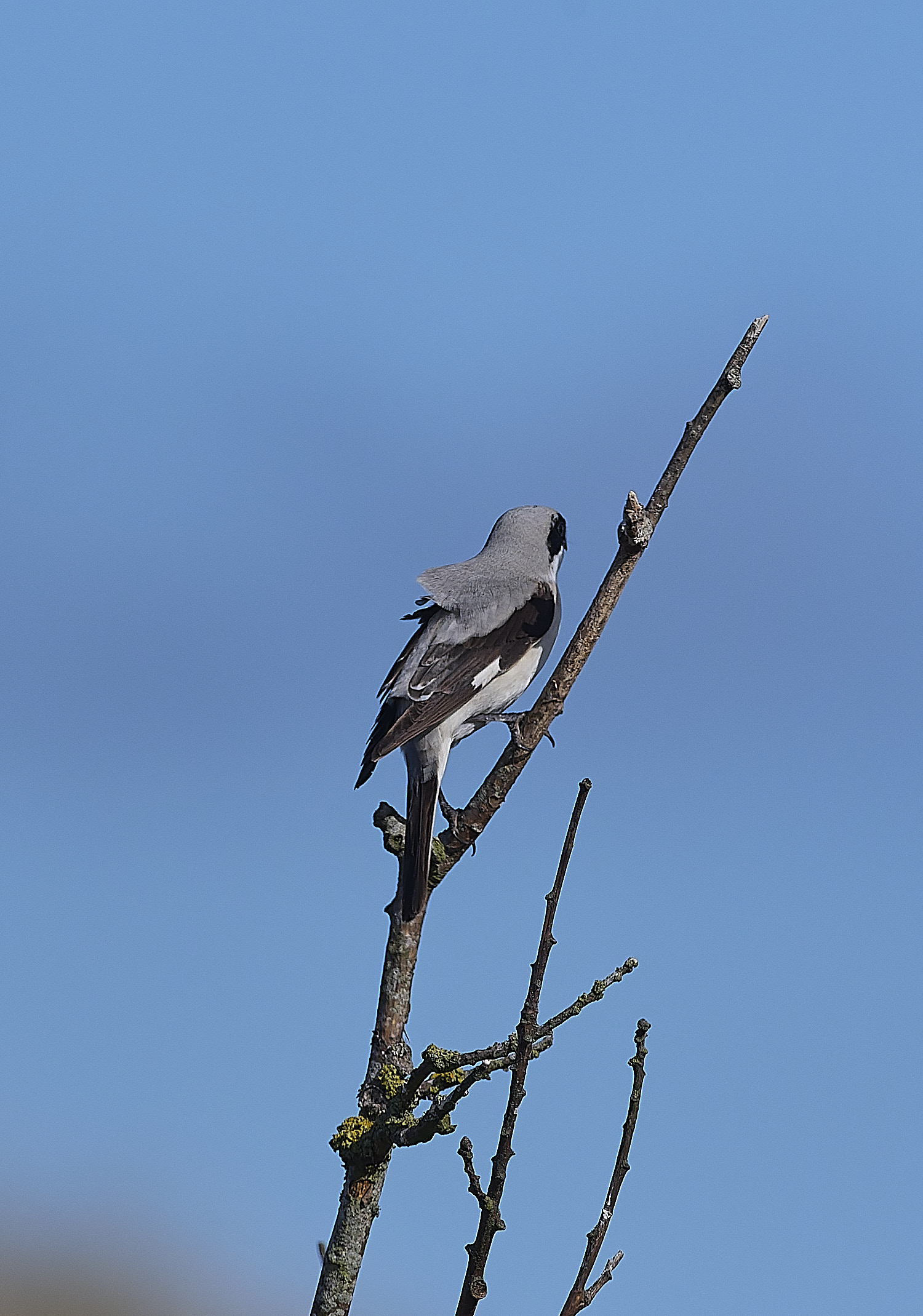 WintertonLesserGreyShrike290925-9