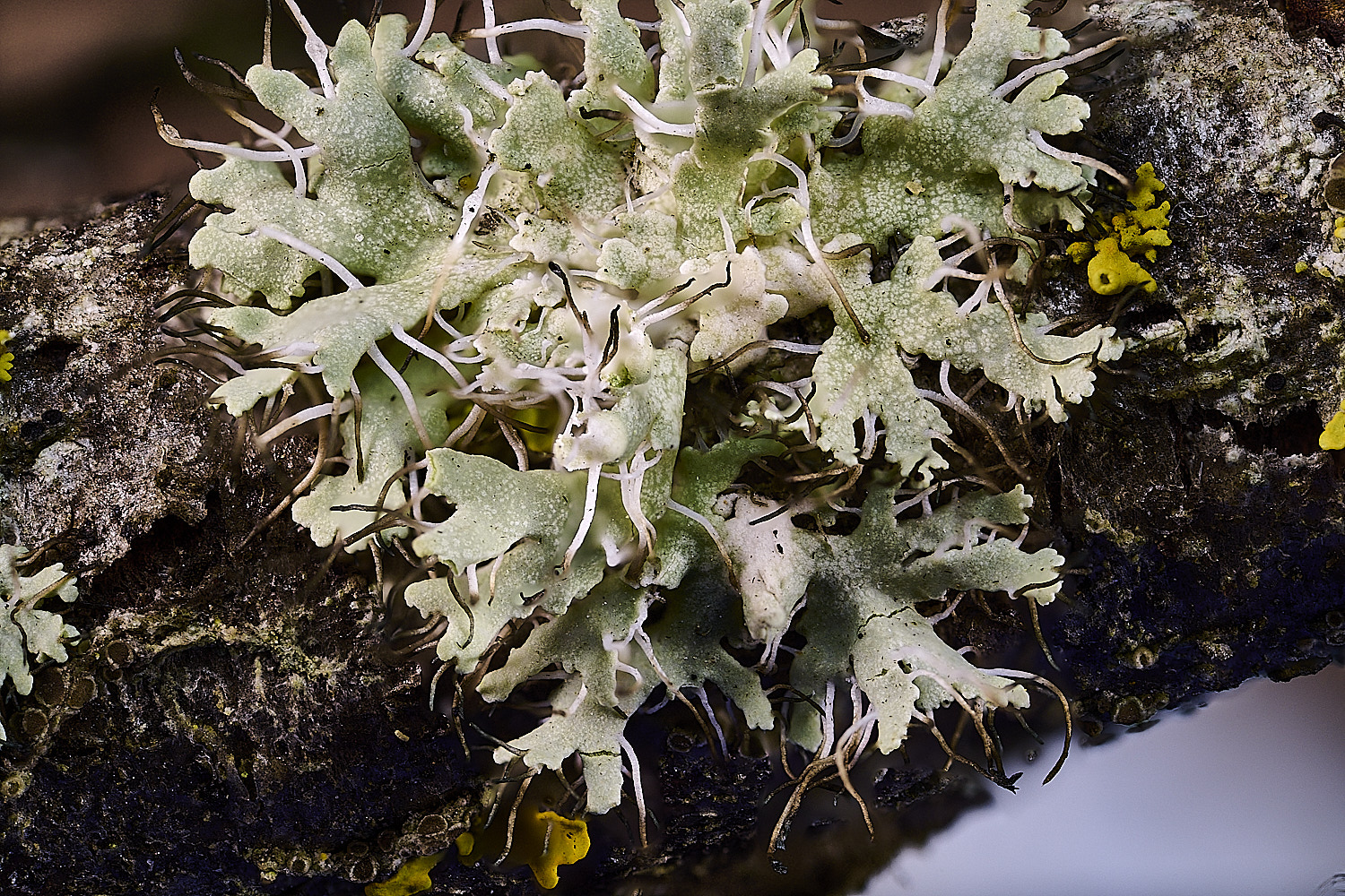 WintertonPhyscia160925-2