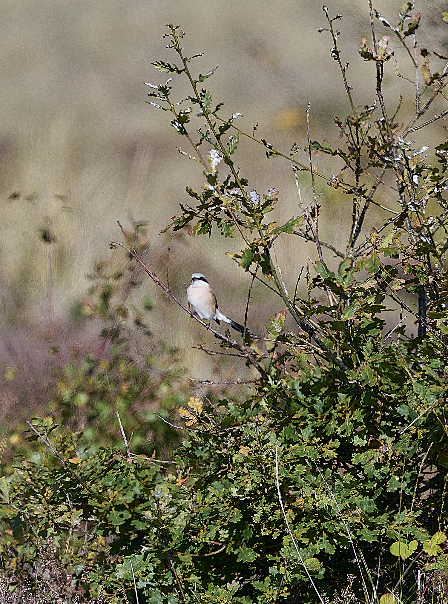 WintertonRedbackedShrike290925-1