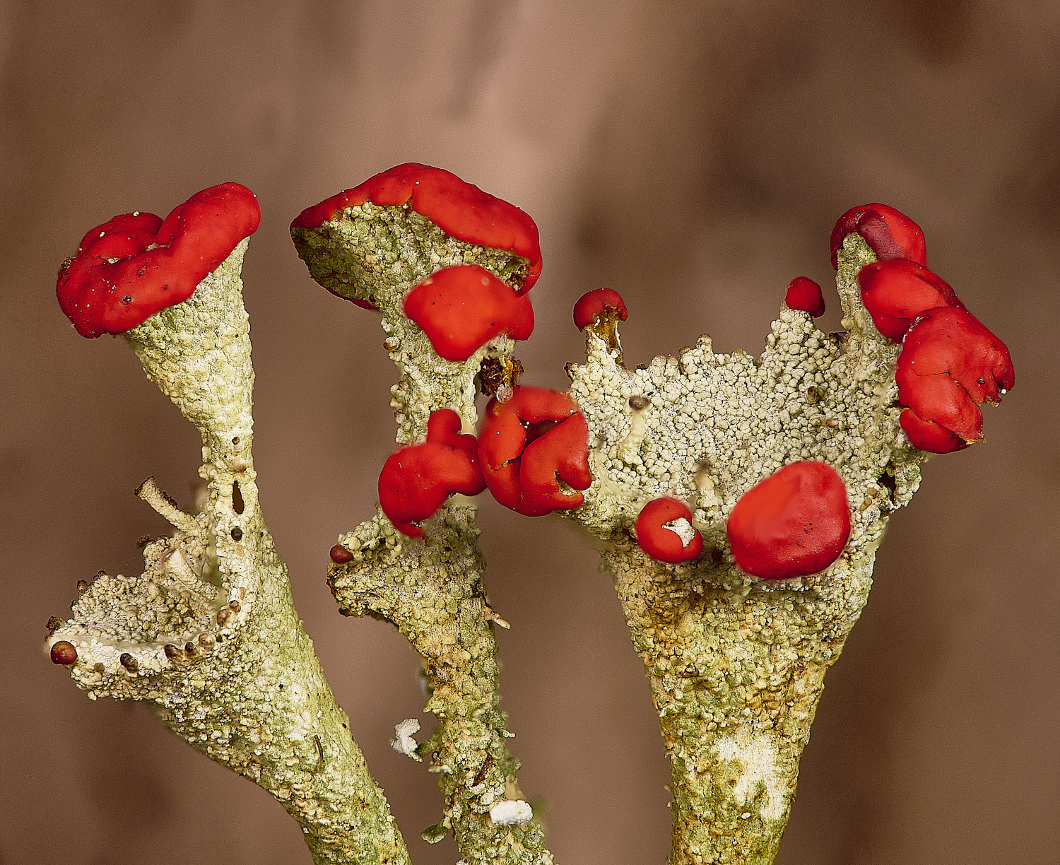 WintertonRedtop160925-2 2