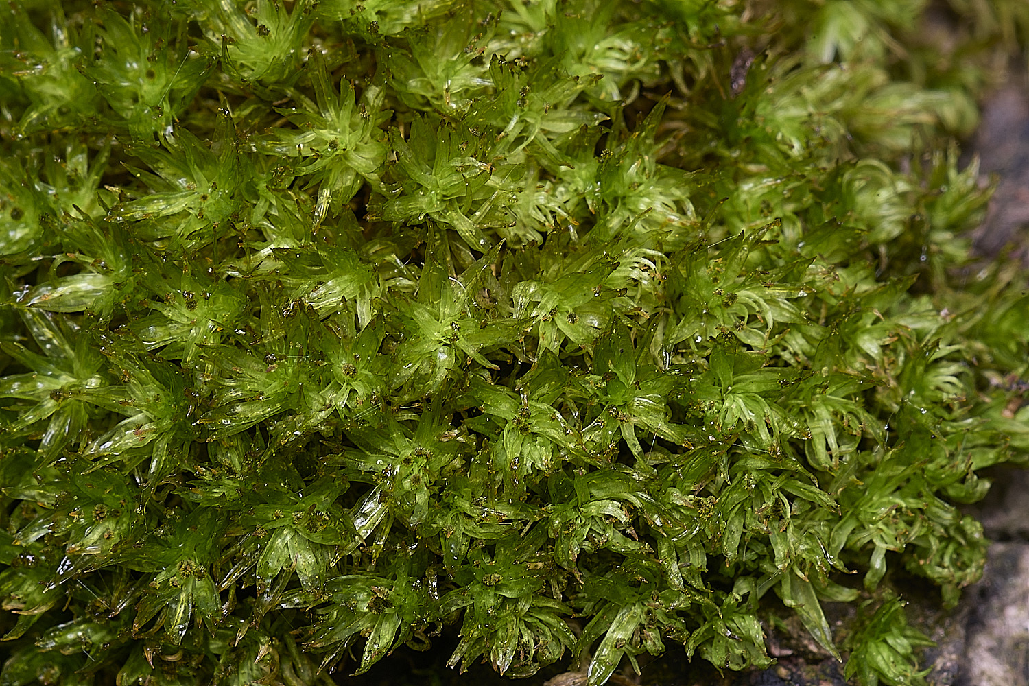 WintertonUlottaphyllantha160925-1