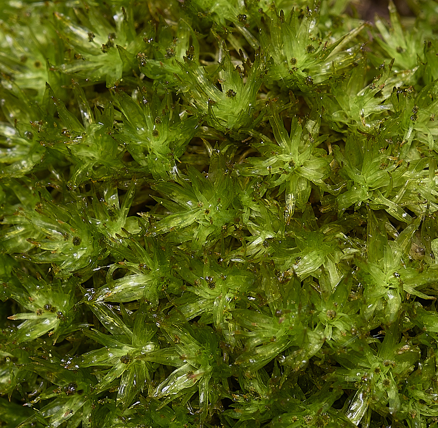 WintertonUlottaphyllantha160925-2