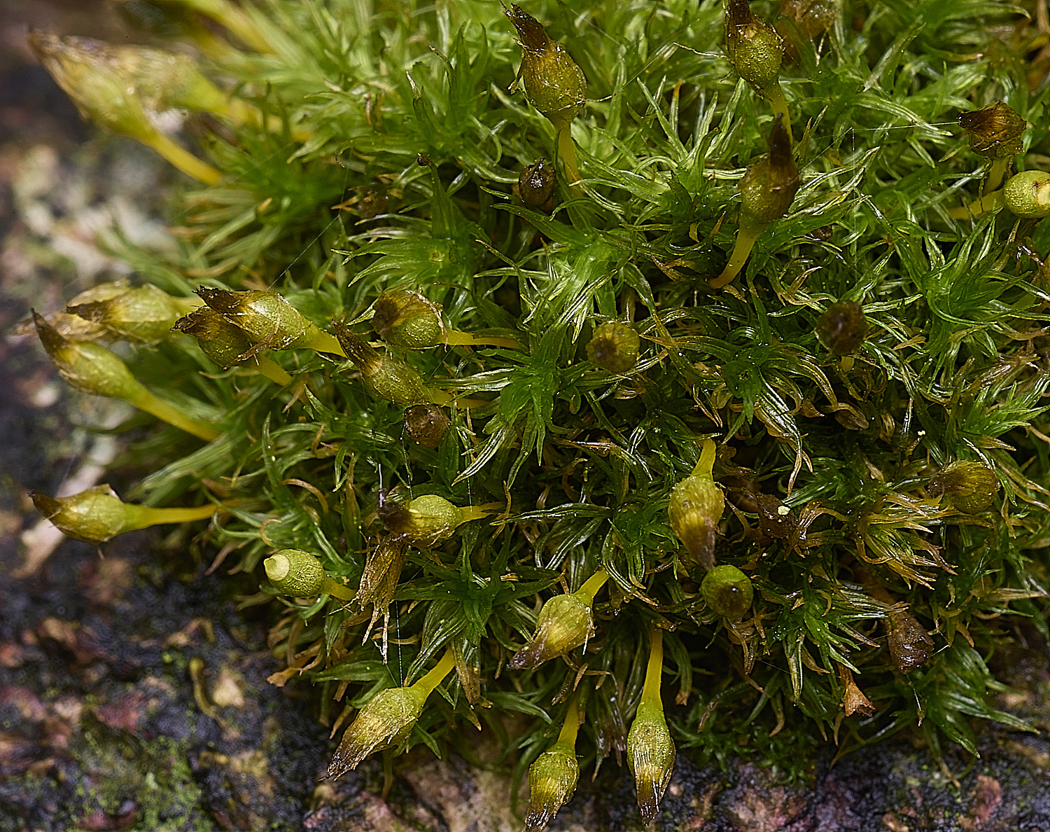 WintwertonOaffine160925-1