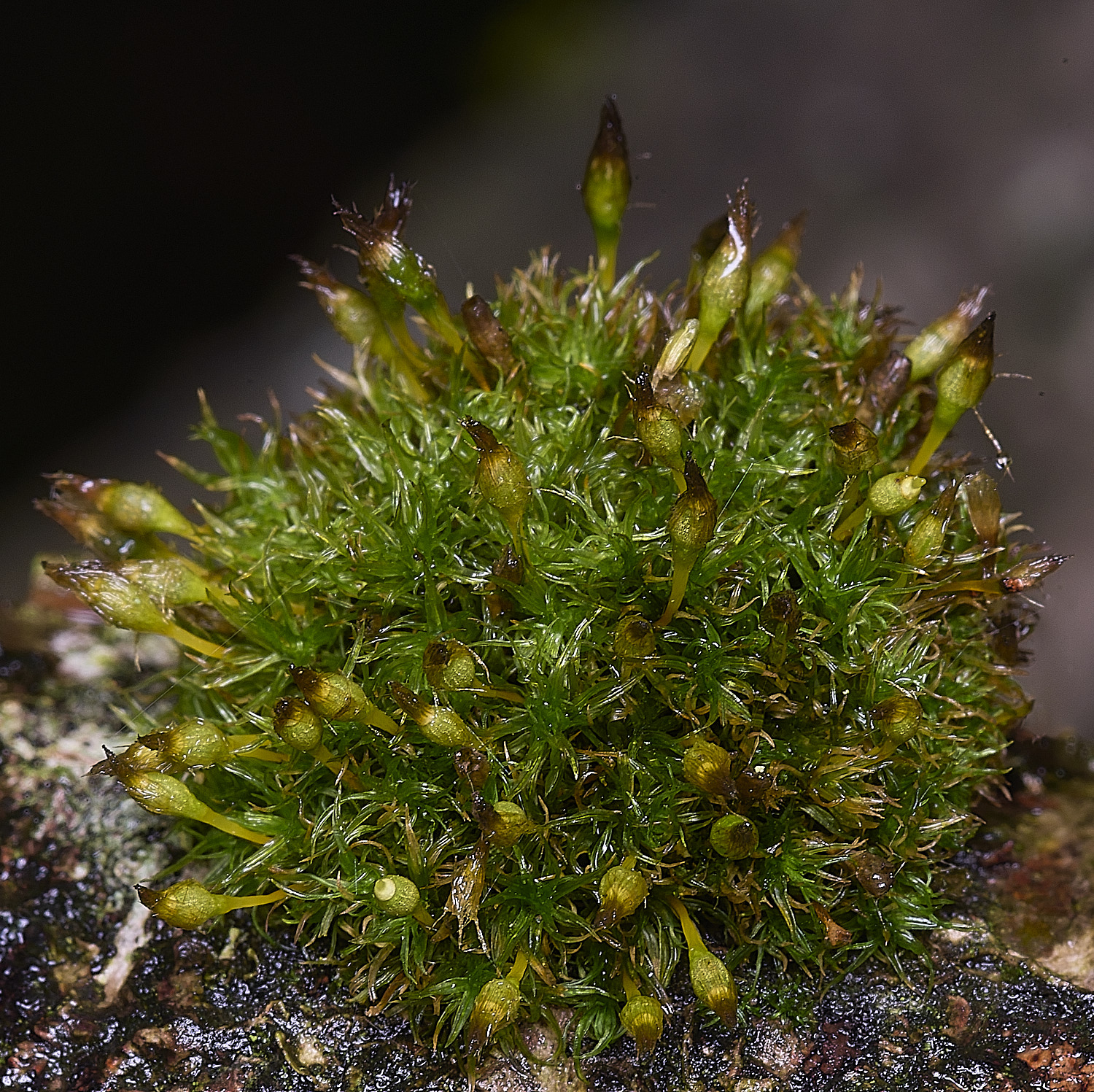 WintwertonOaffine160925-2