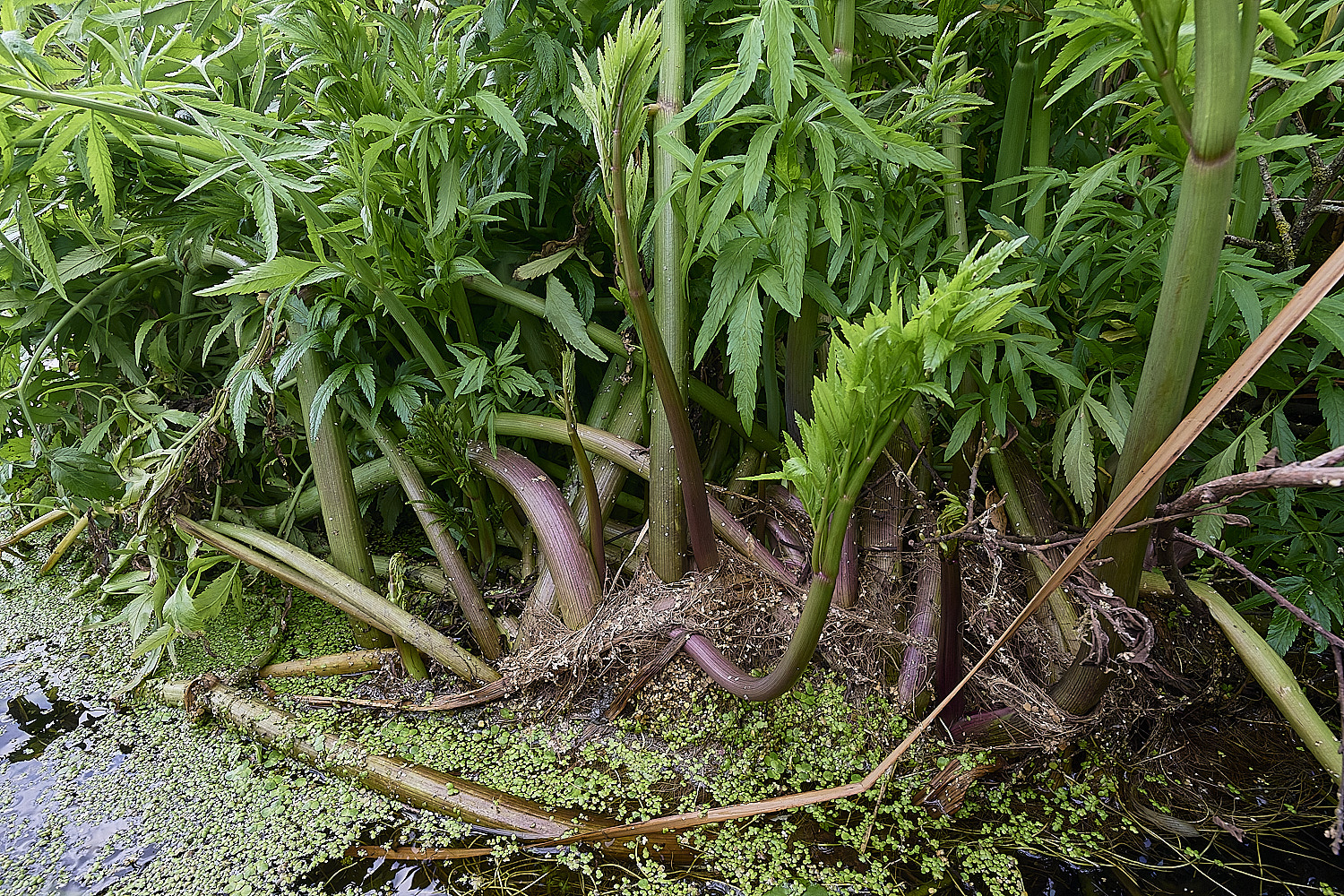 WneathfenCowBane120825-2