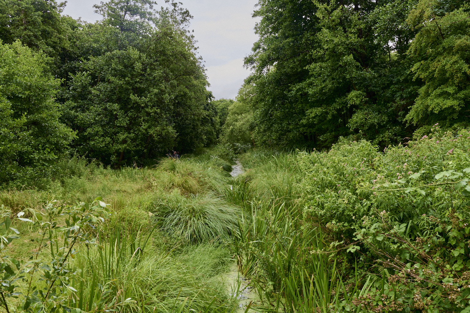 Woodbastwick060725-1