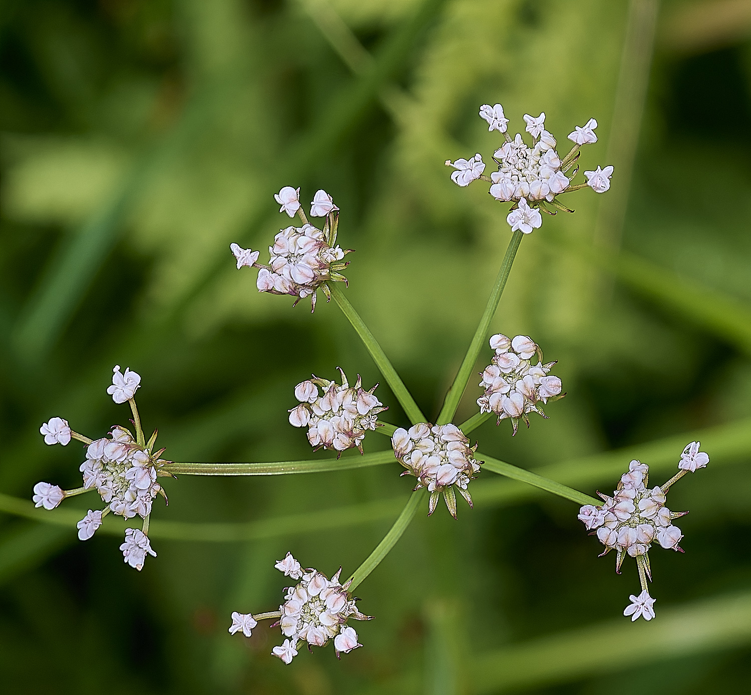 WoodbastwickDropwort060725-1