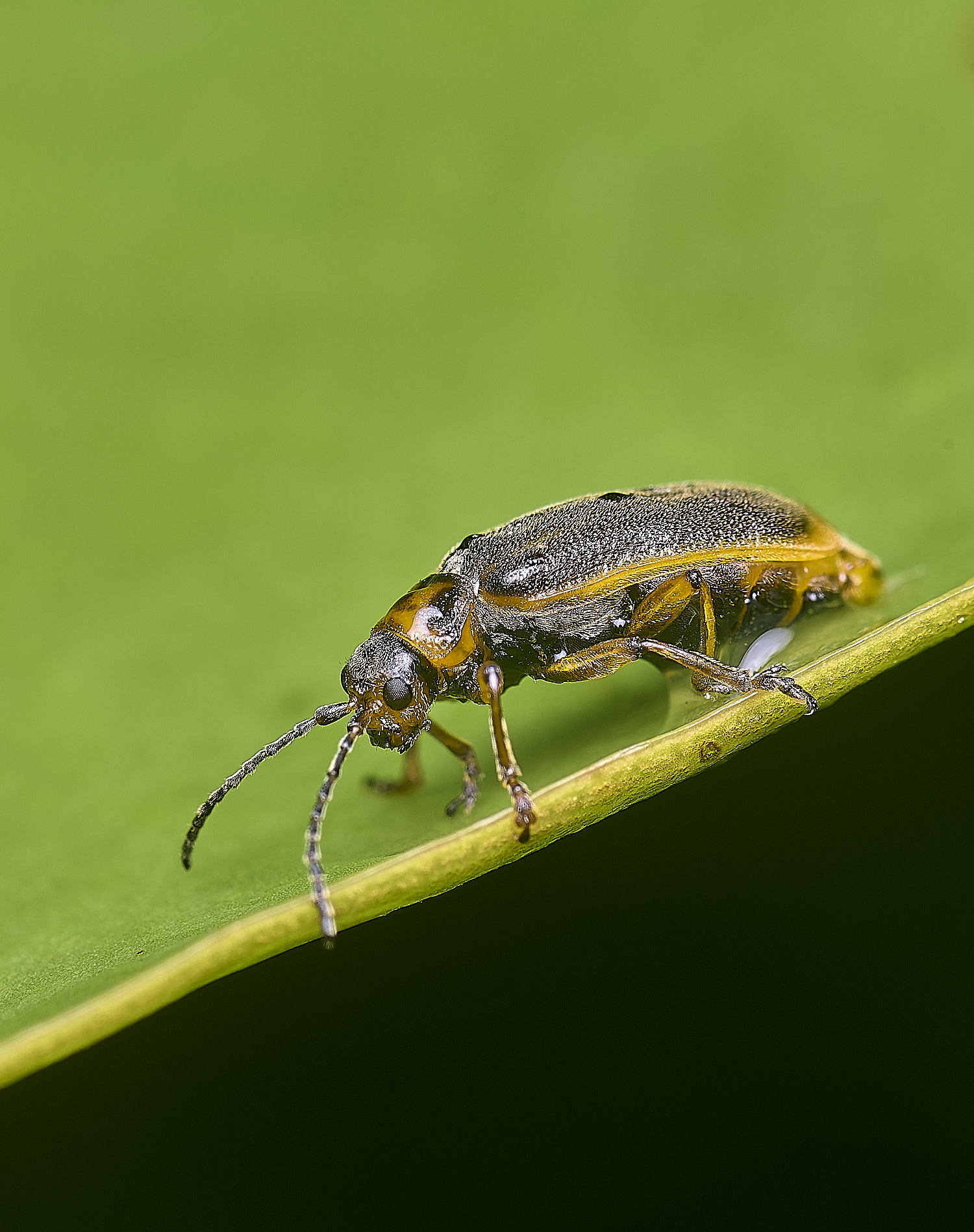 WoodbastwickLeafBeetle060725-1