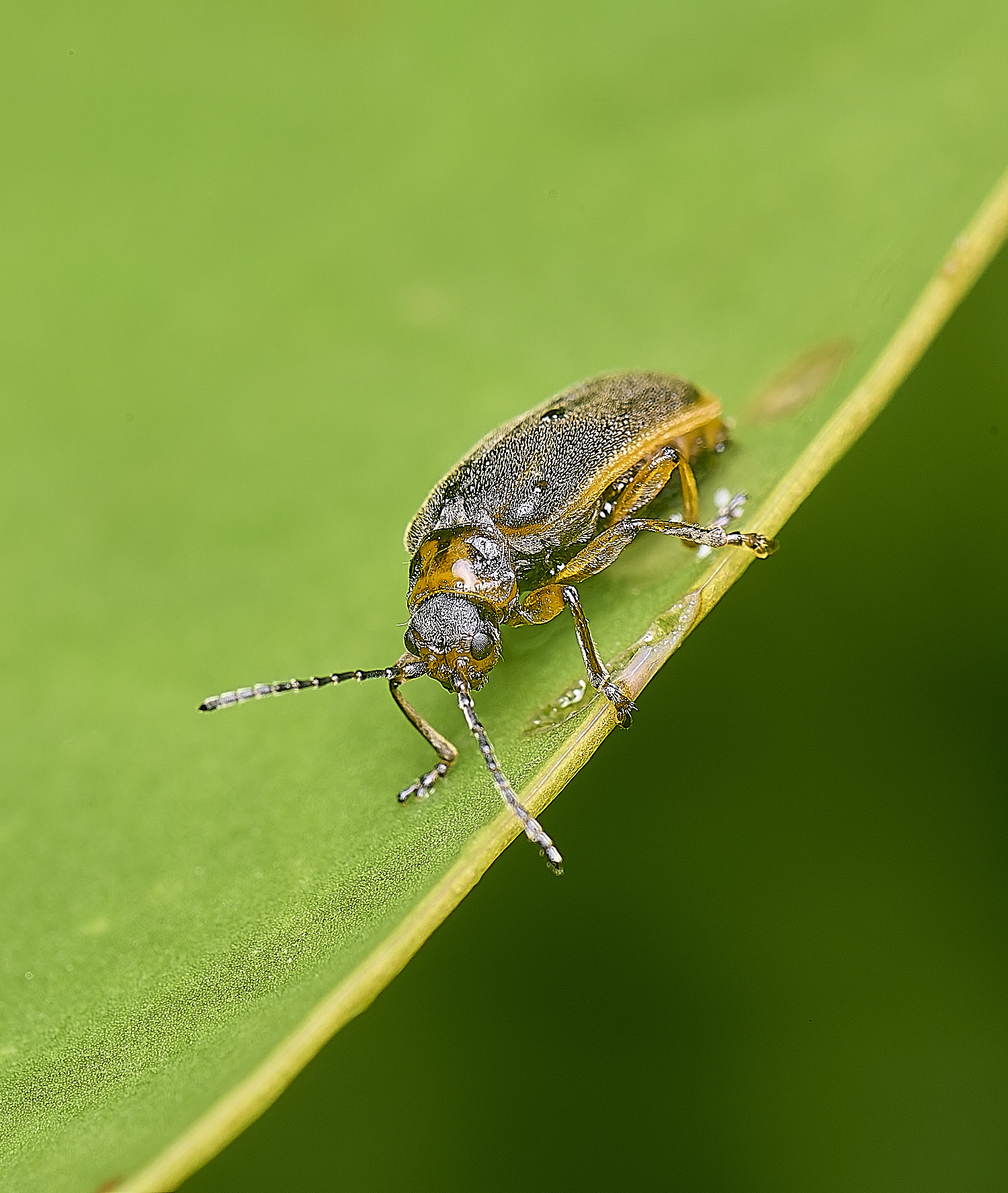 WoodbastwickLeafBeetle060725-2