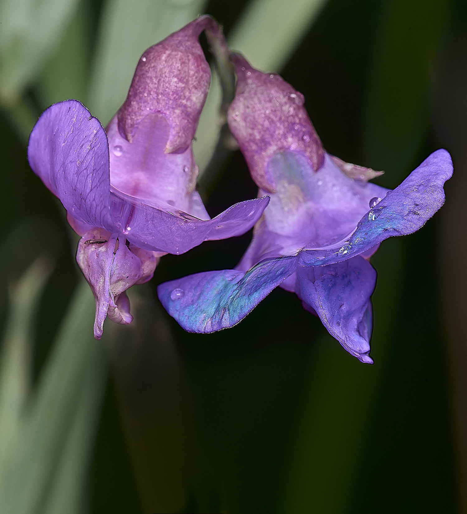 WoodbastwickMarshPea060725-1