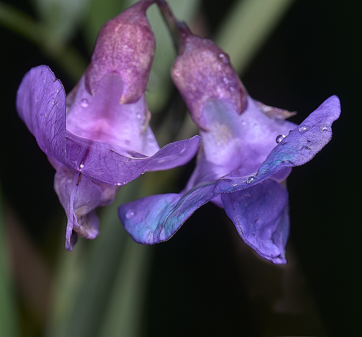 WoodbastwickMarshPea060725-2
