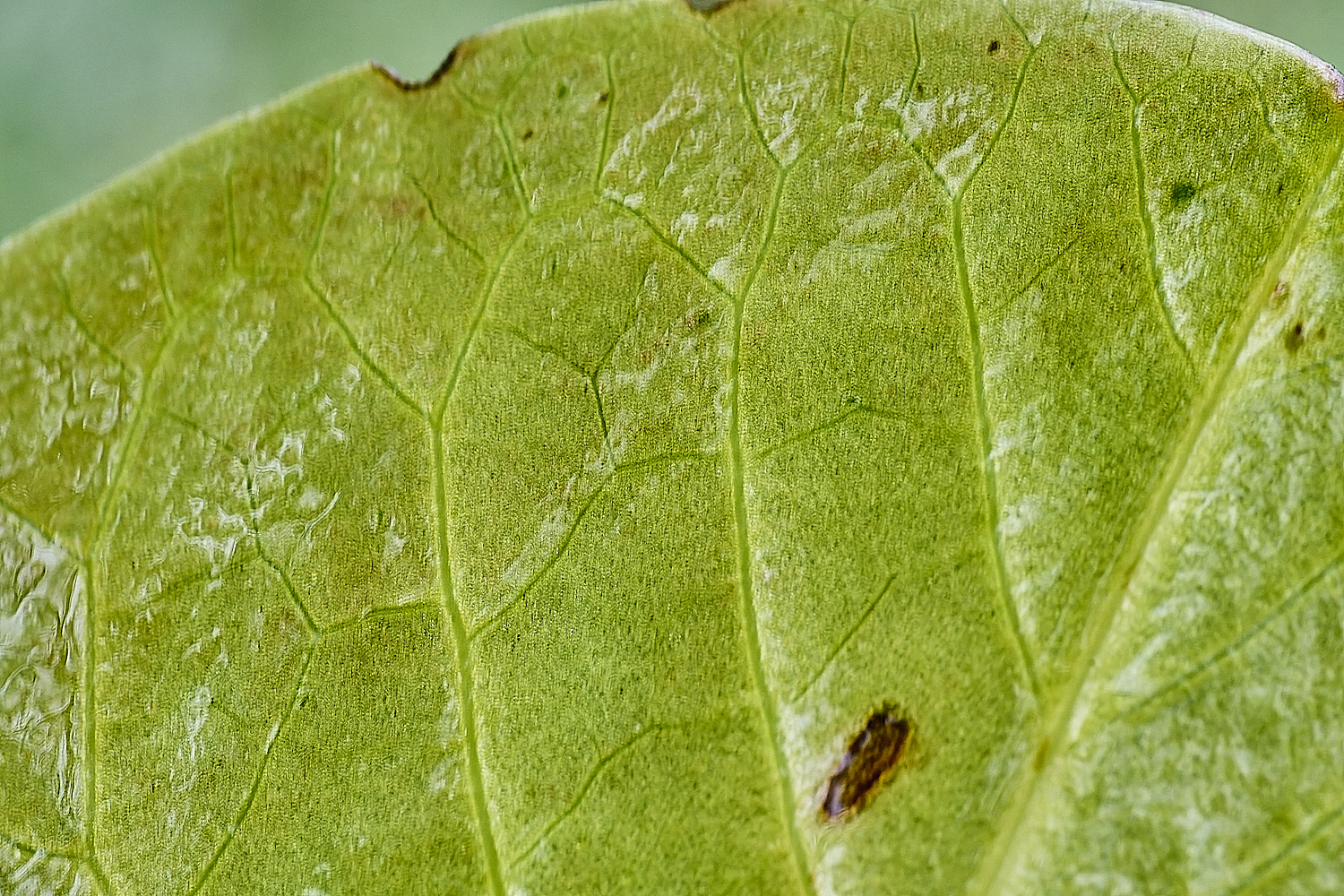 WoodbastwickWaterLilly060725-1