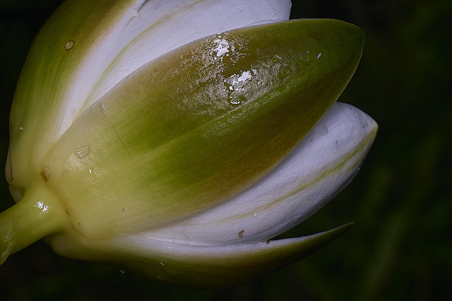 WoodbastwickWaterLilly060725-2