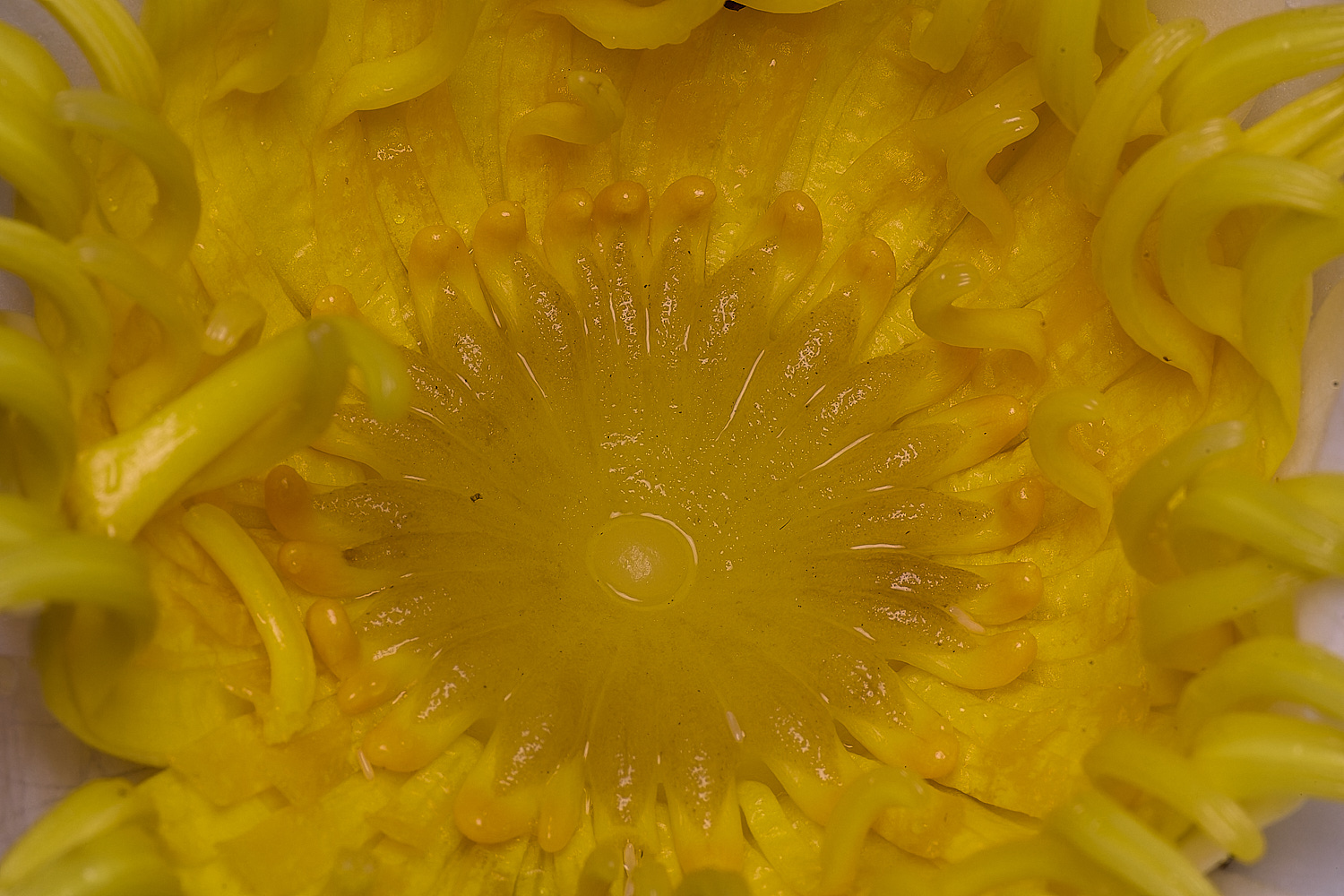 WoodbastwickWaterLilly060725-3