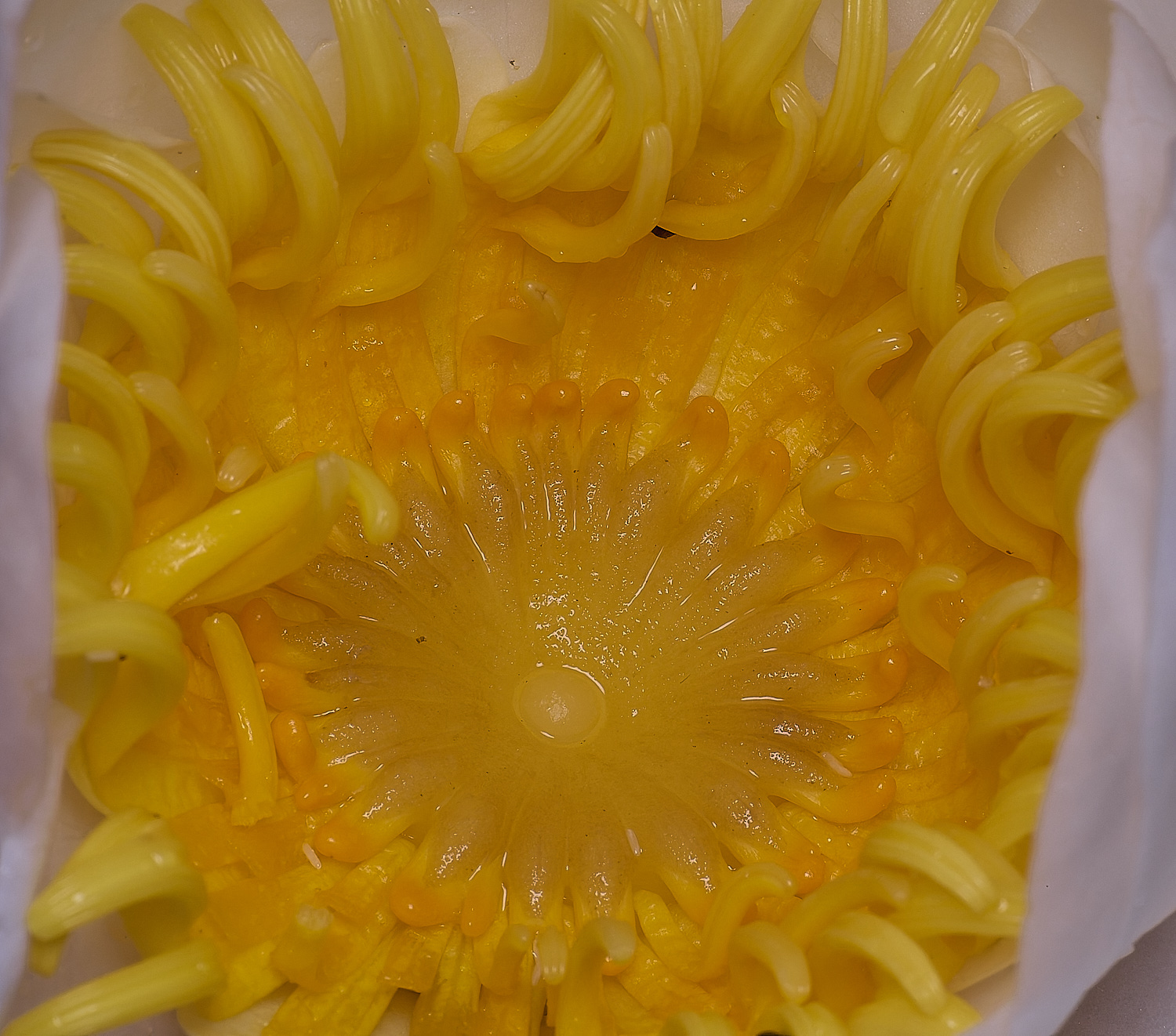 WoodbastwickWaterLilly060725-4