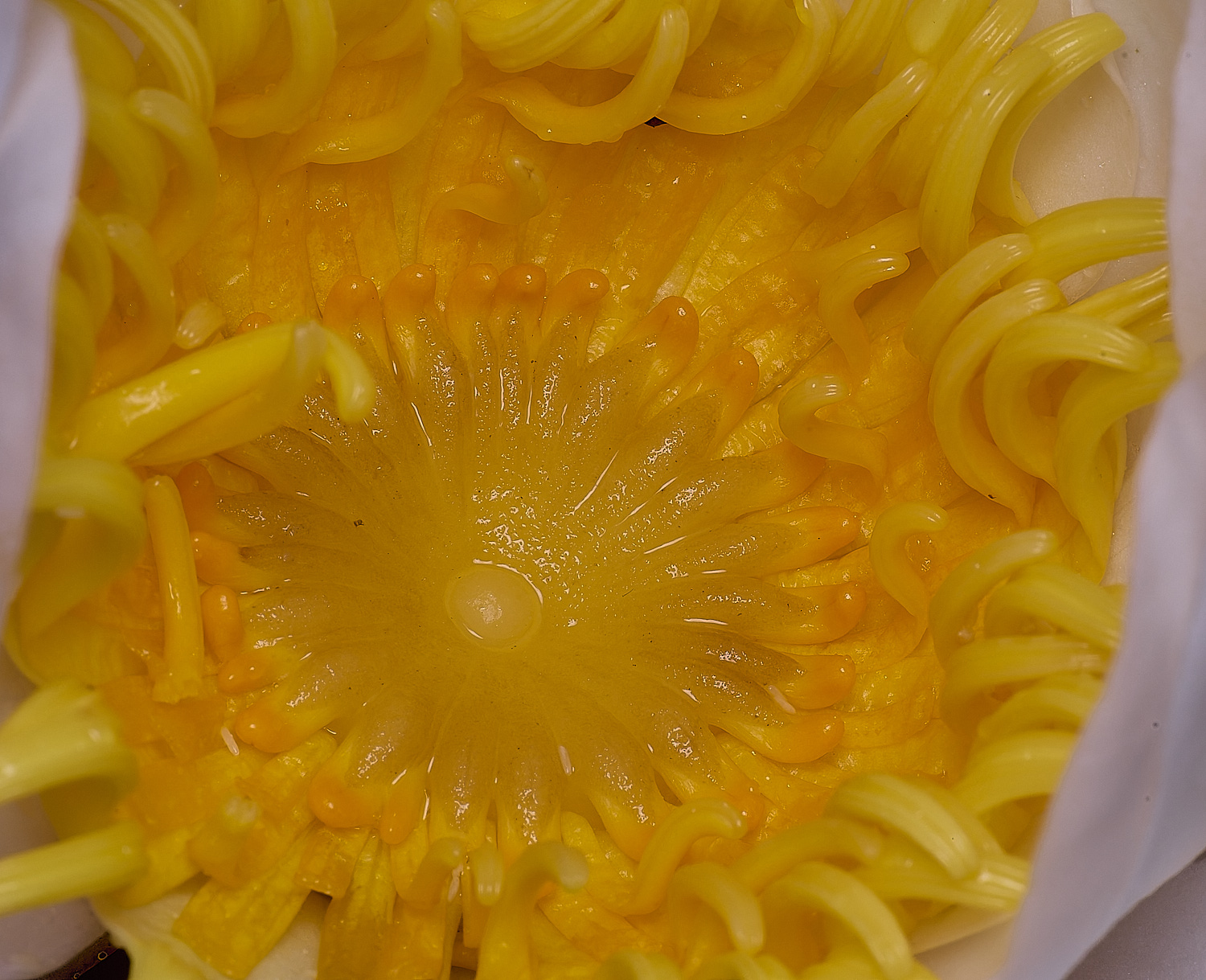 WoodbastwickWaterLilly060725-5