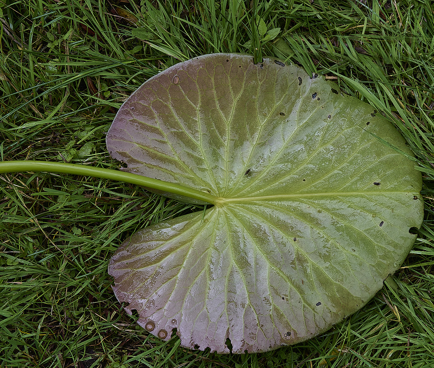 WoodbastwickWaterLilly060725-6