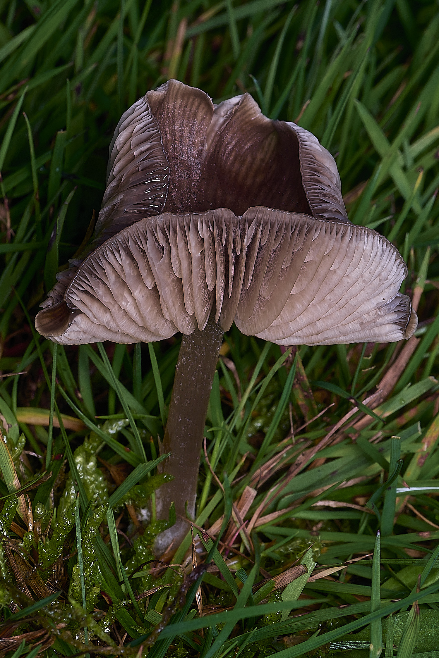 AbelHeathFungus121125-3