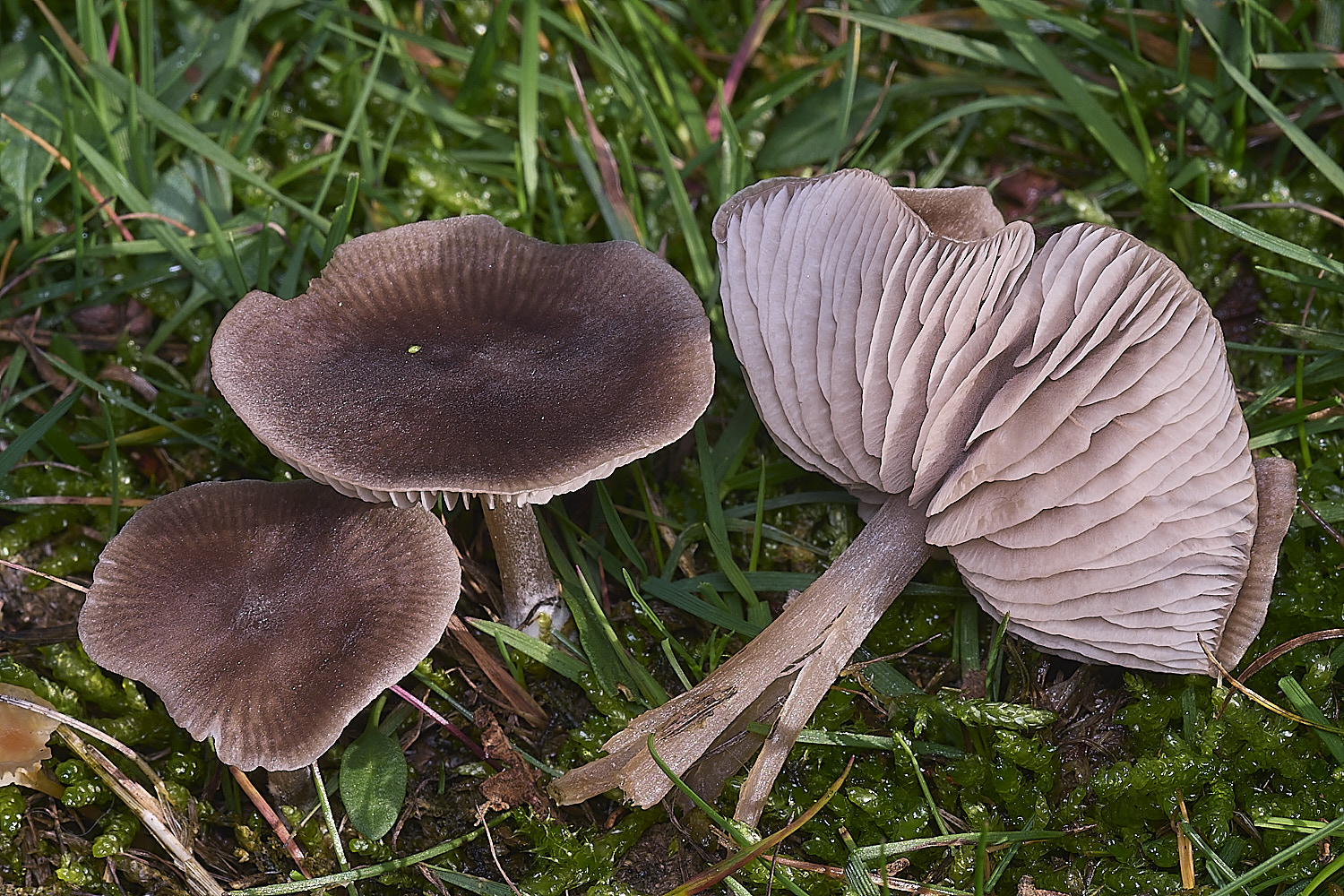AbelHeathFungus121125-5